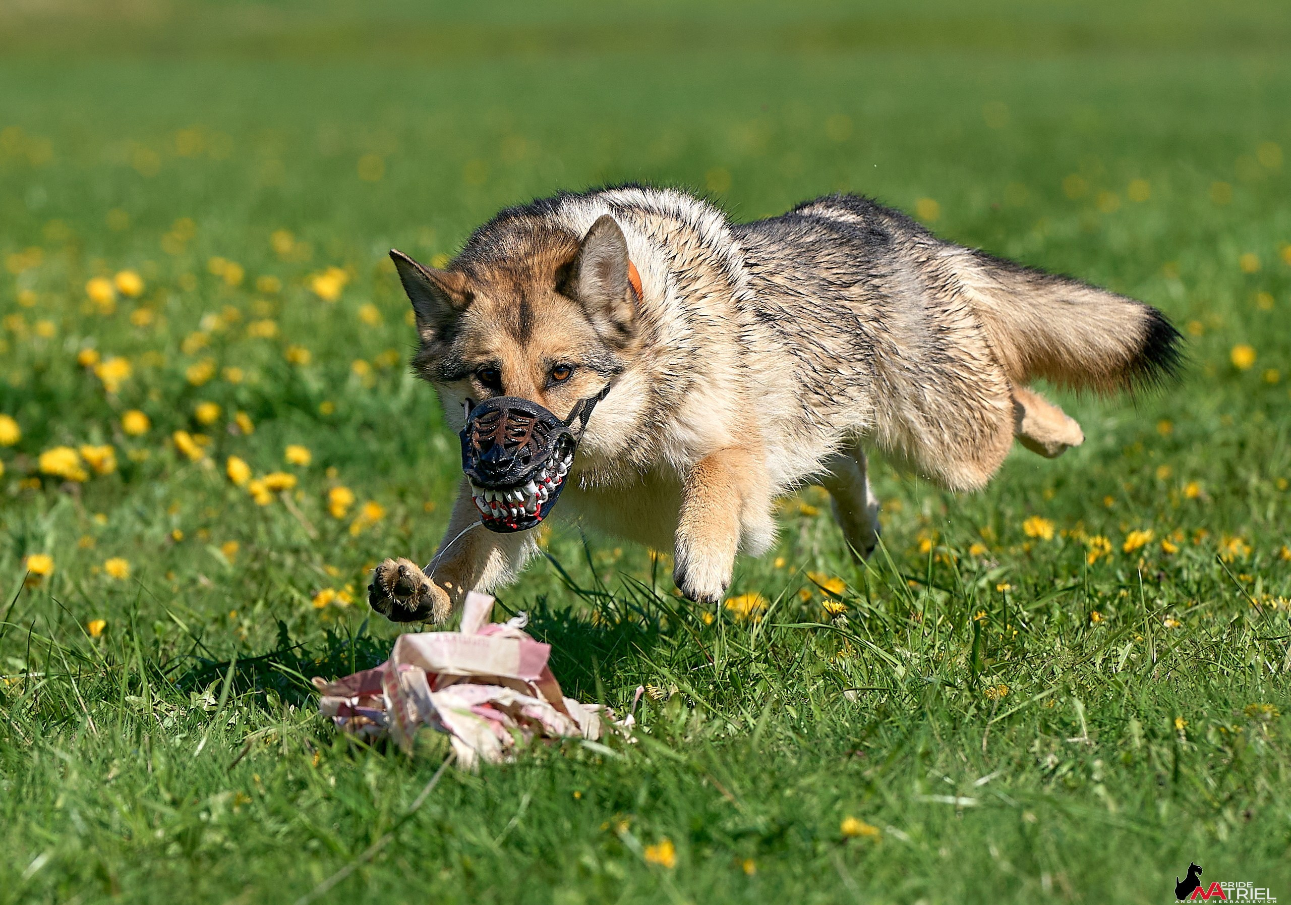 Съемка курсинг — галерея NATRIEL