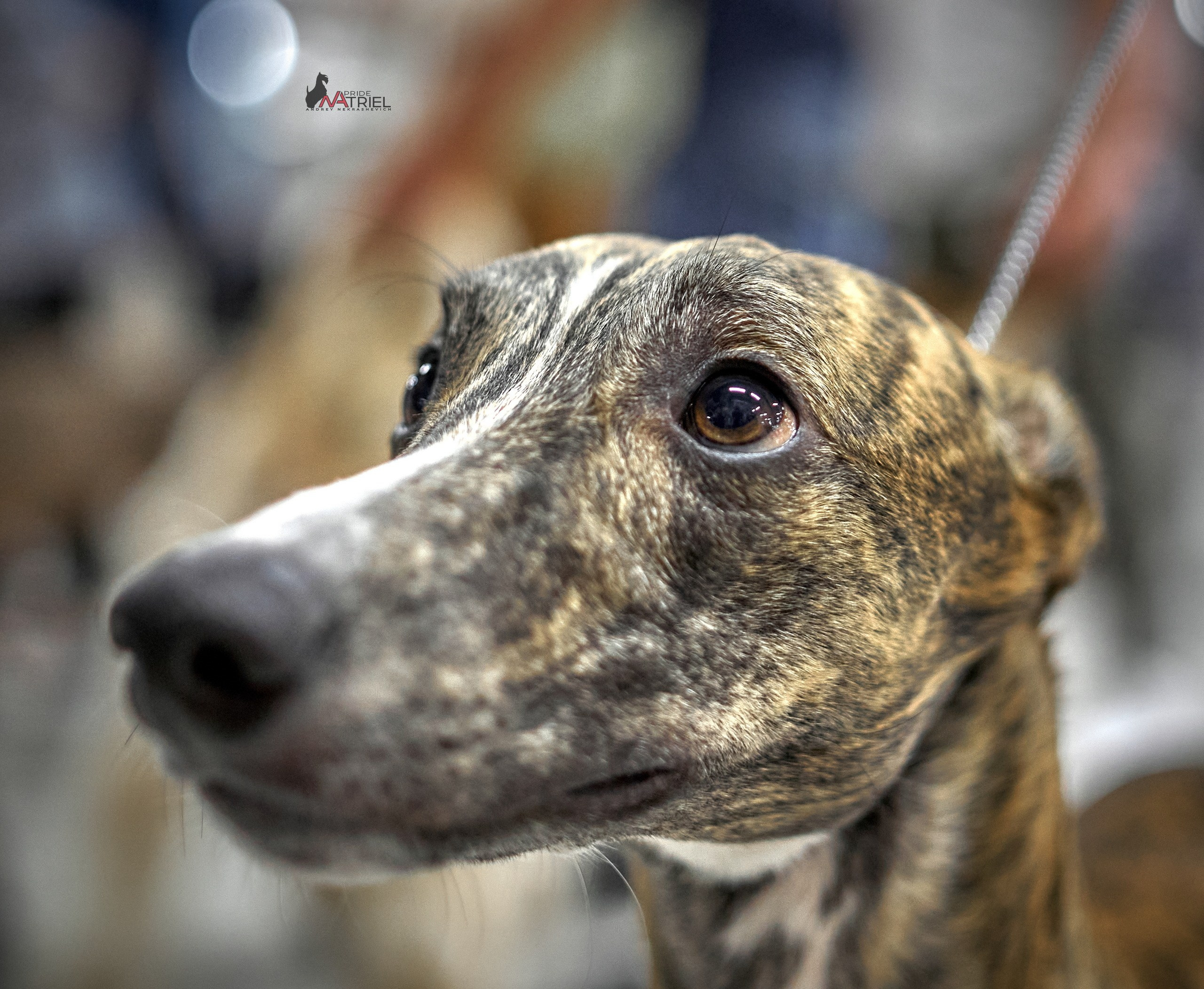 Портреты собак — галерея NATRIEL