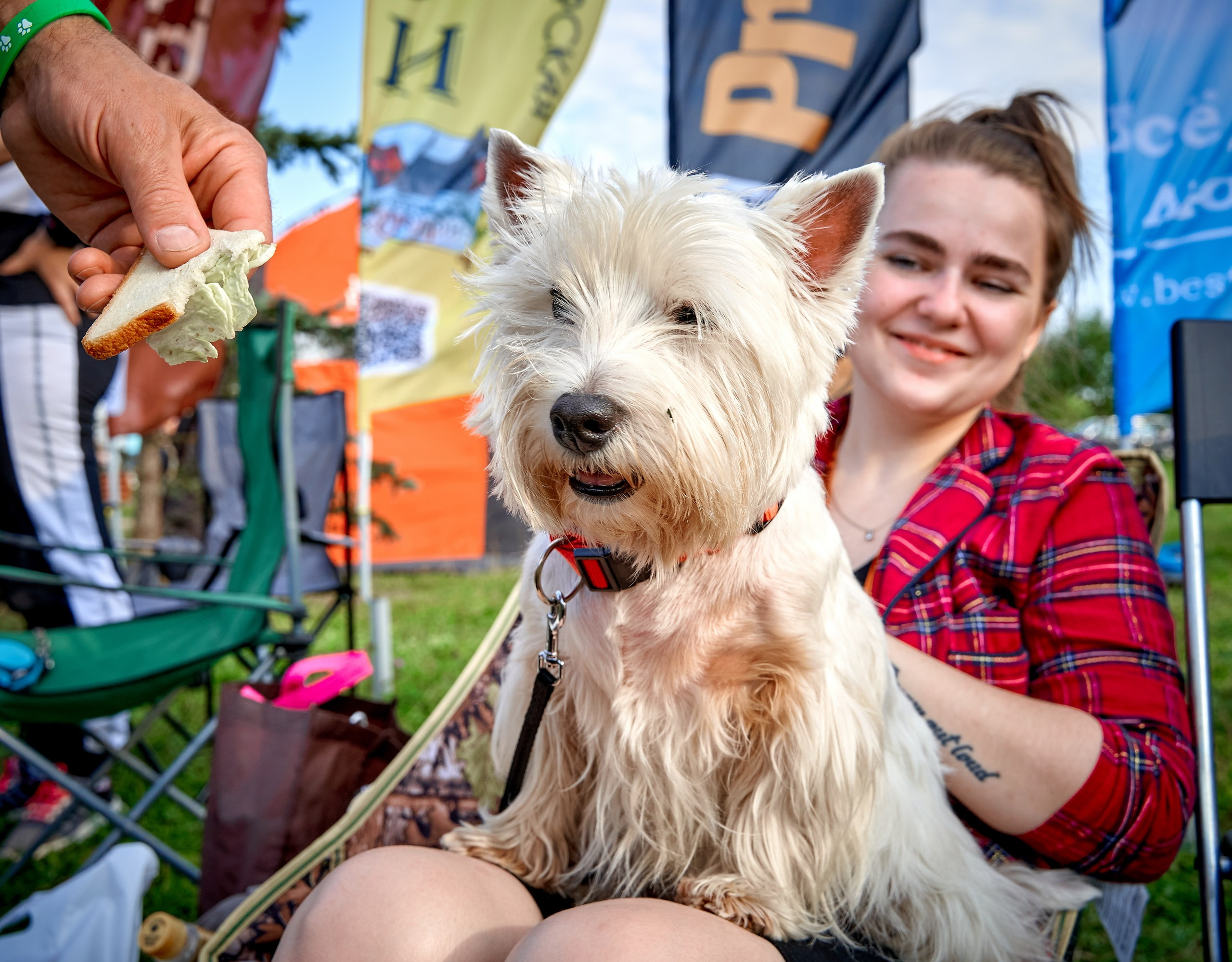 Мероприятия с собаками — галерея NATRIEL