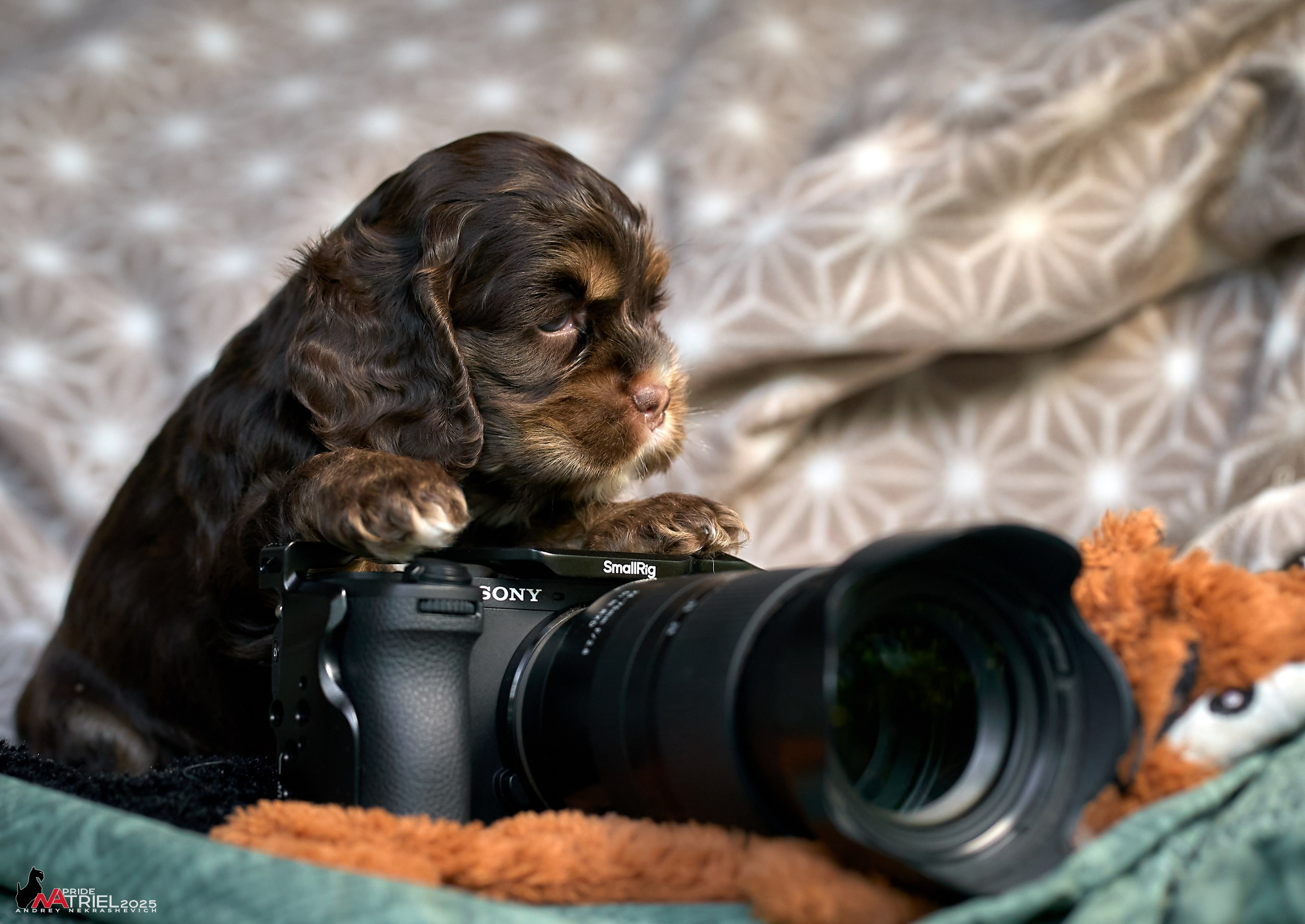 Щенки АмКокеров