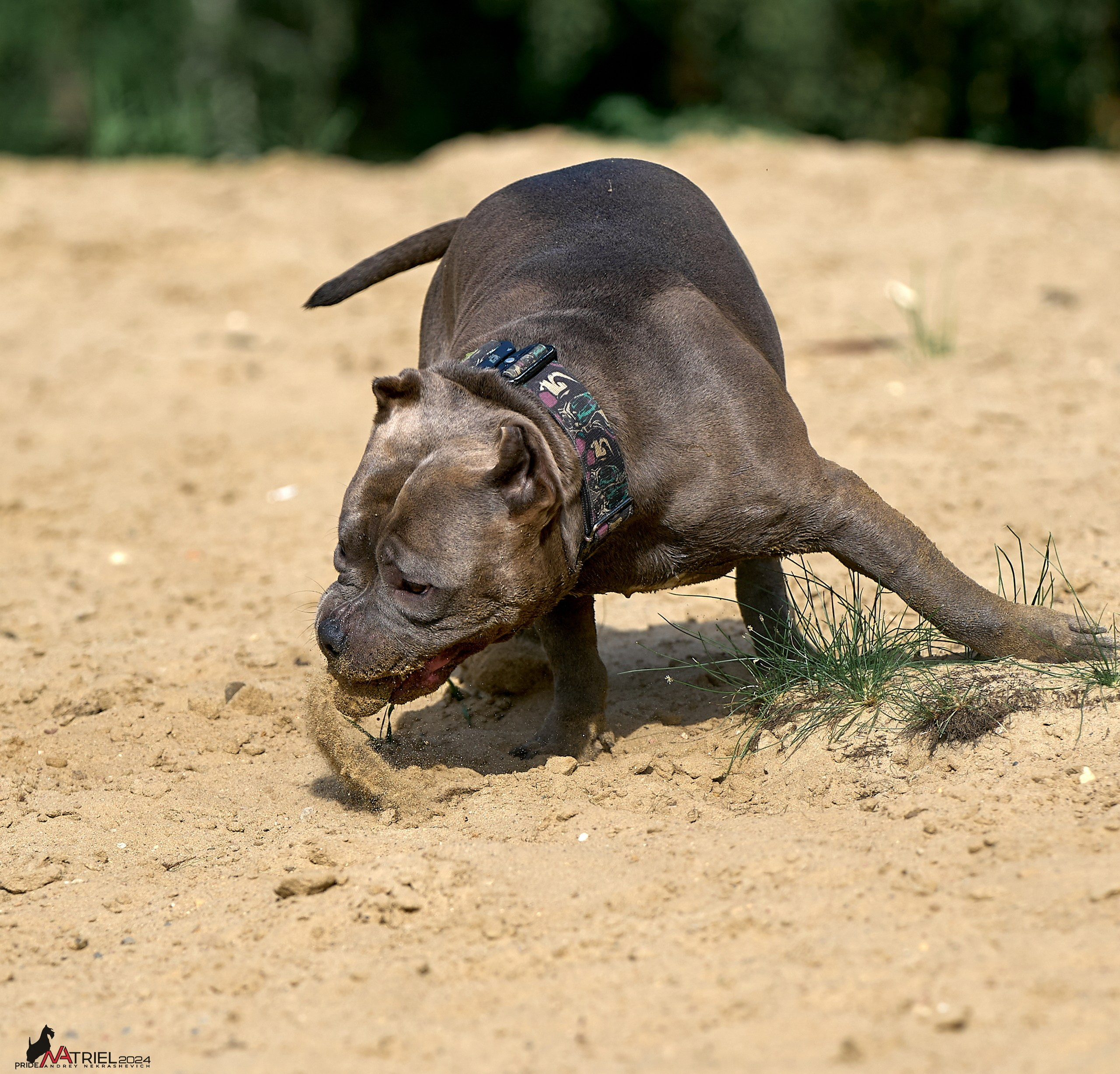 Фотопрогулка с булли