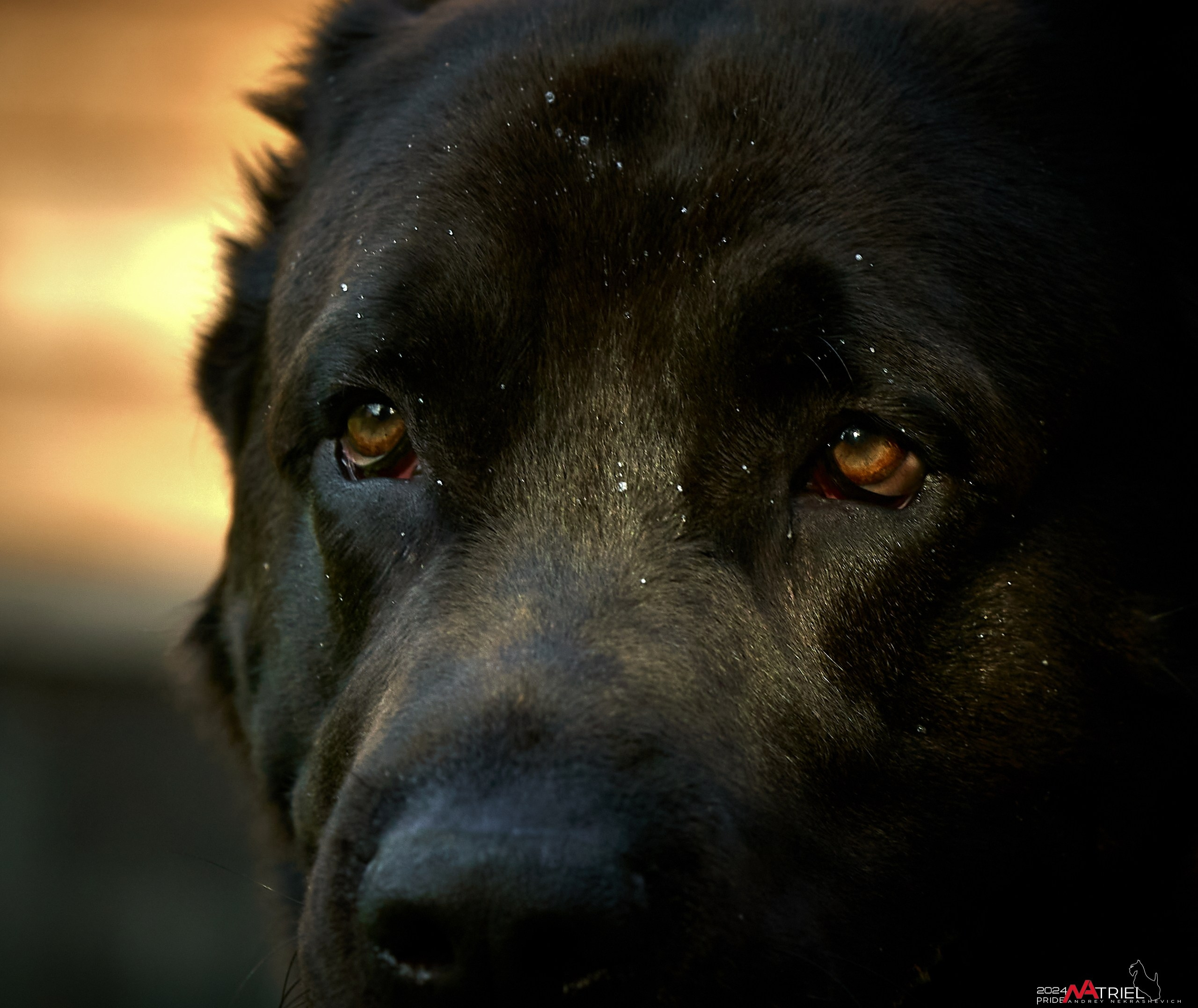 Съемка собак с выездом к Вам в дом