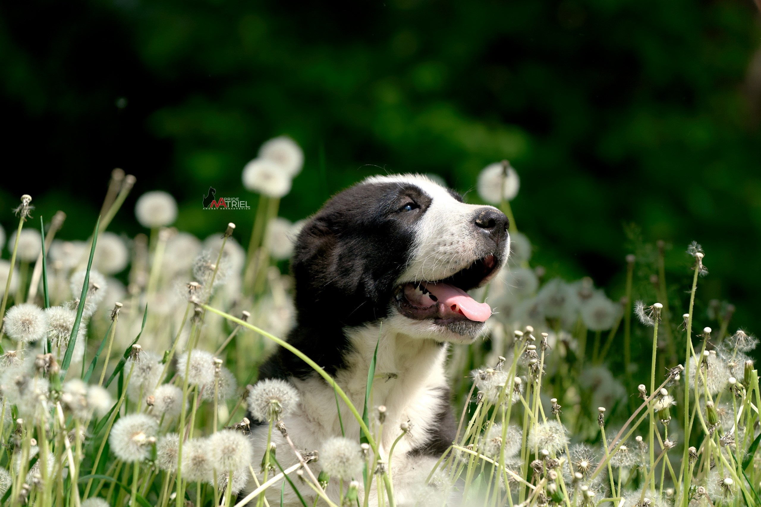 Щенки на прогулке — галерея NATRIEL