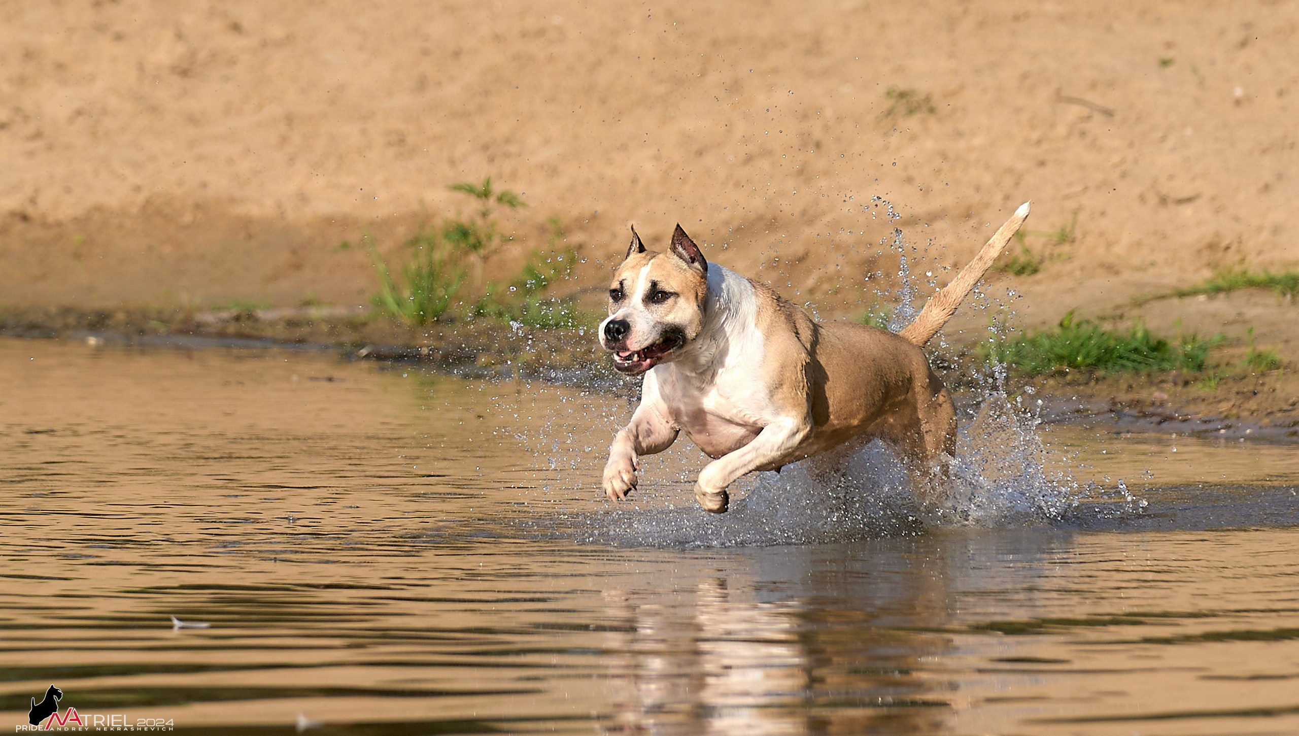 Фотопрогулка с булли