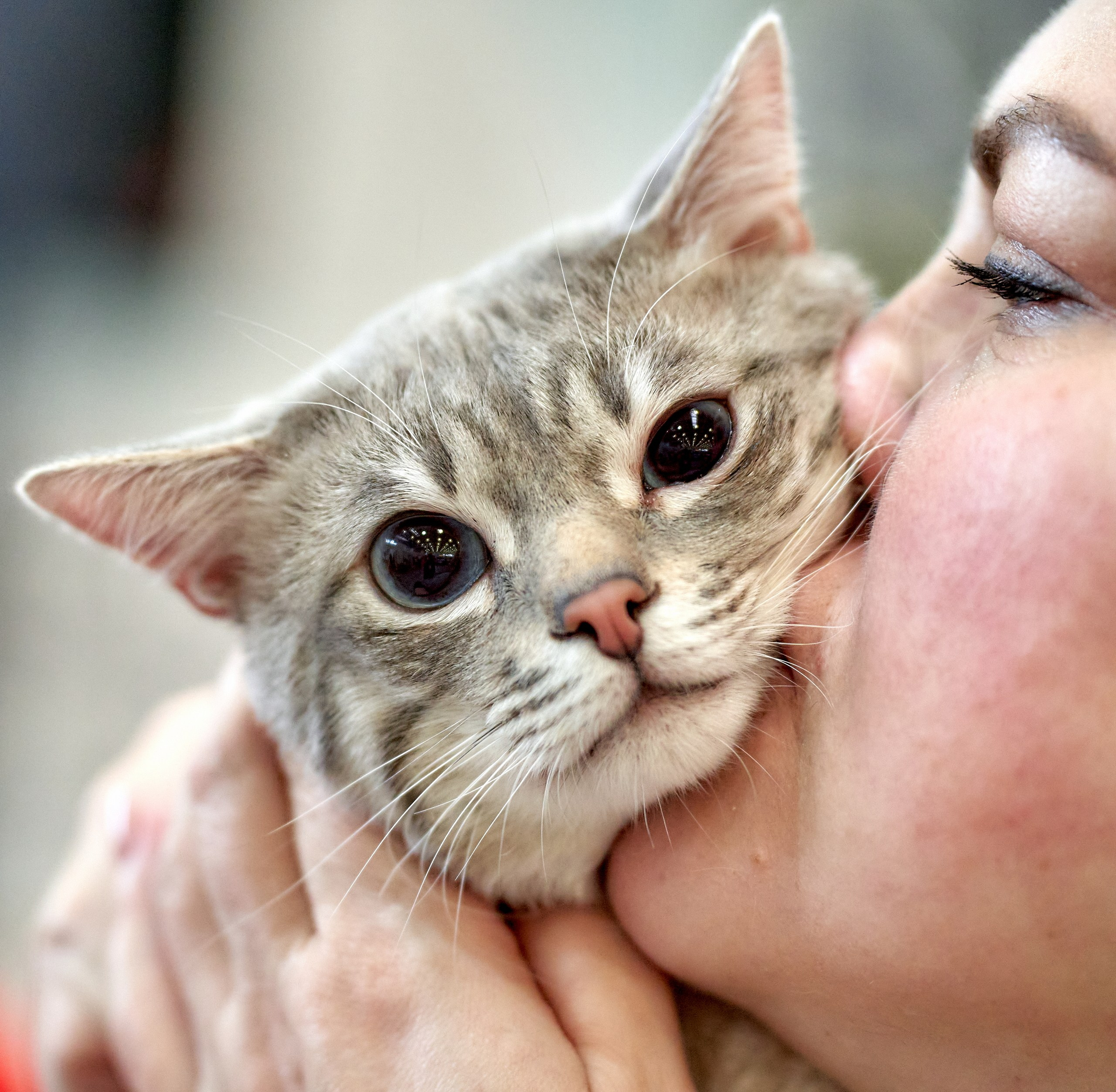 Кошки на выставках — галерея NATRIEL