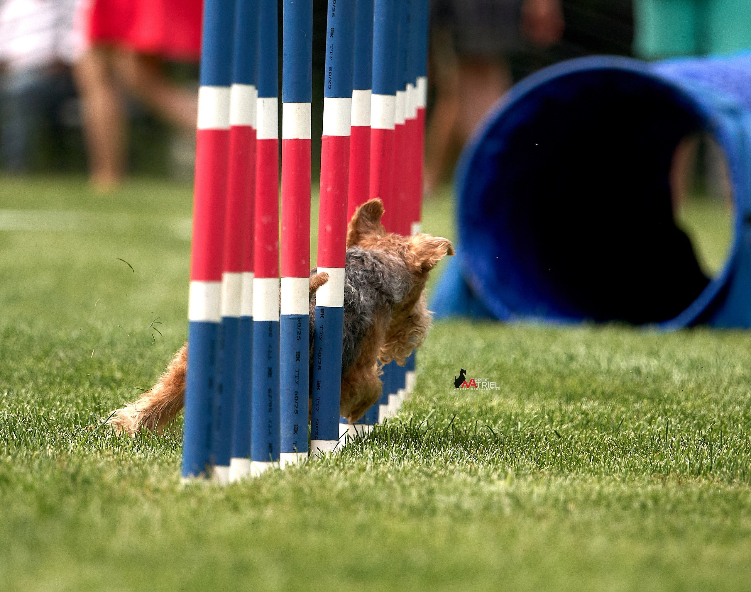 Аджилити — галерея NATRIEL