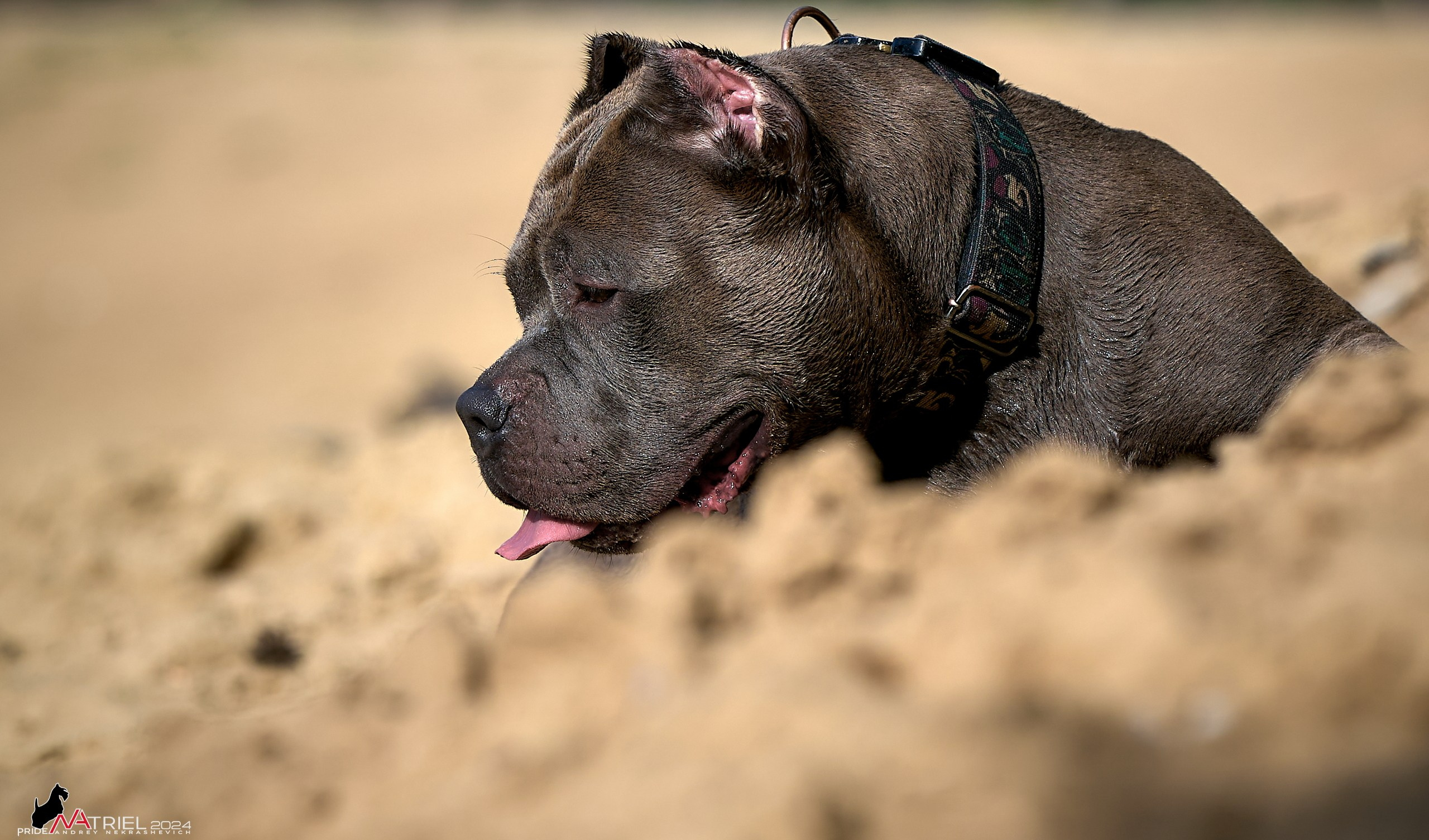 Фотопрогулка с булли