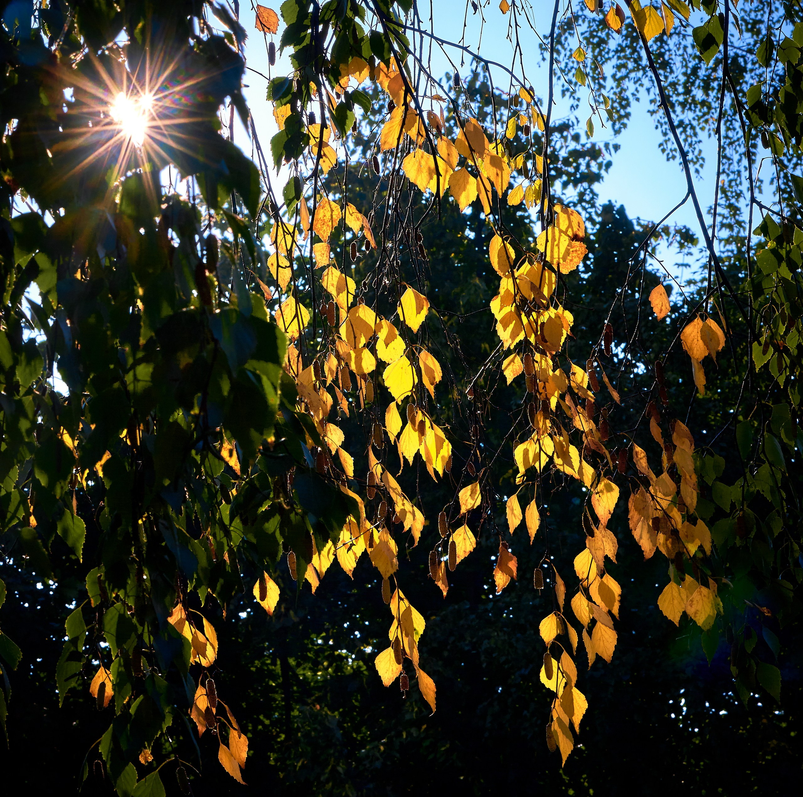 Лютики-цветочки — галерея NATRIEL