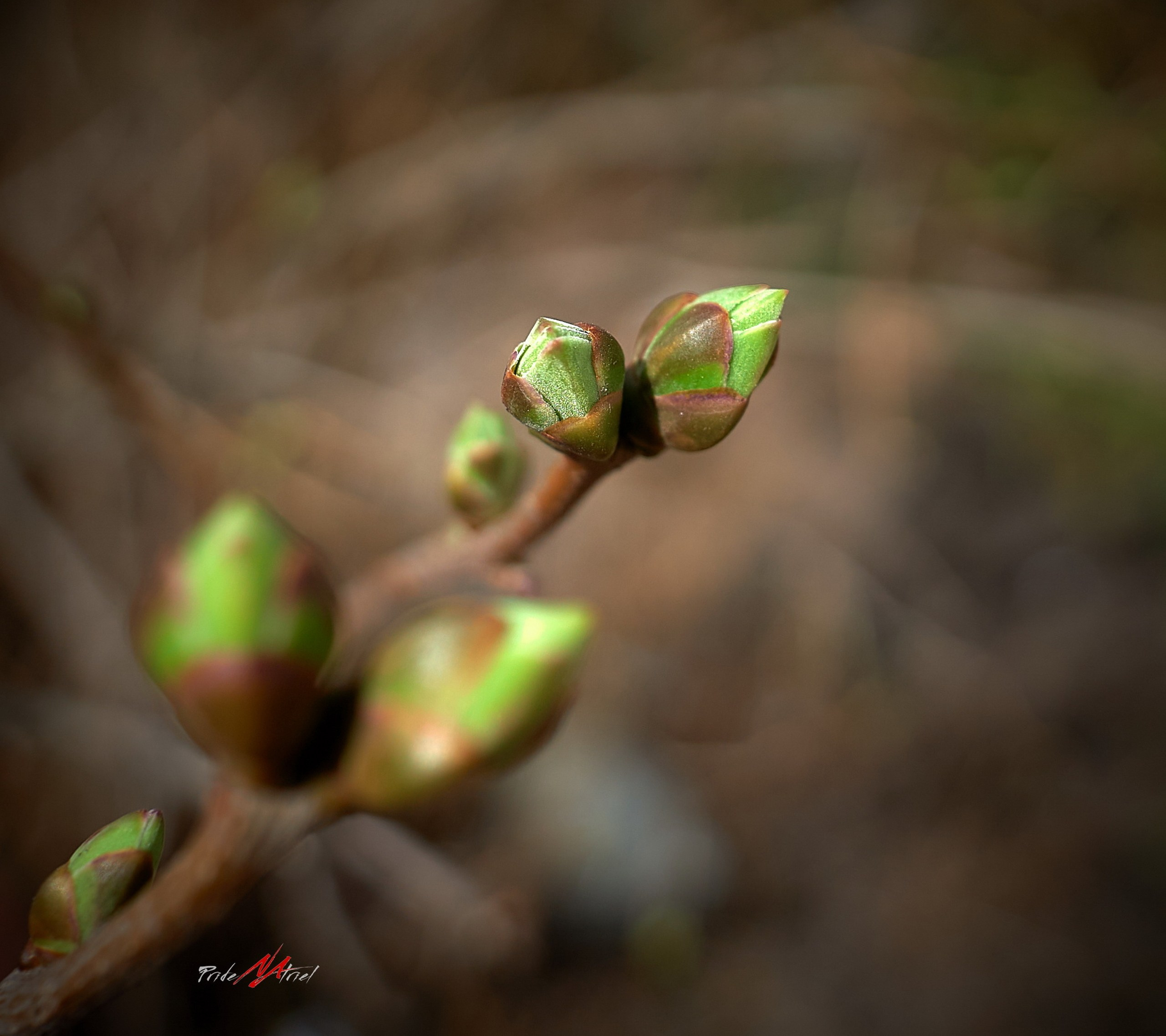 Лютики-цветочки — галерея NATRIEL