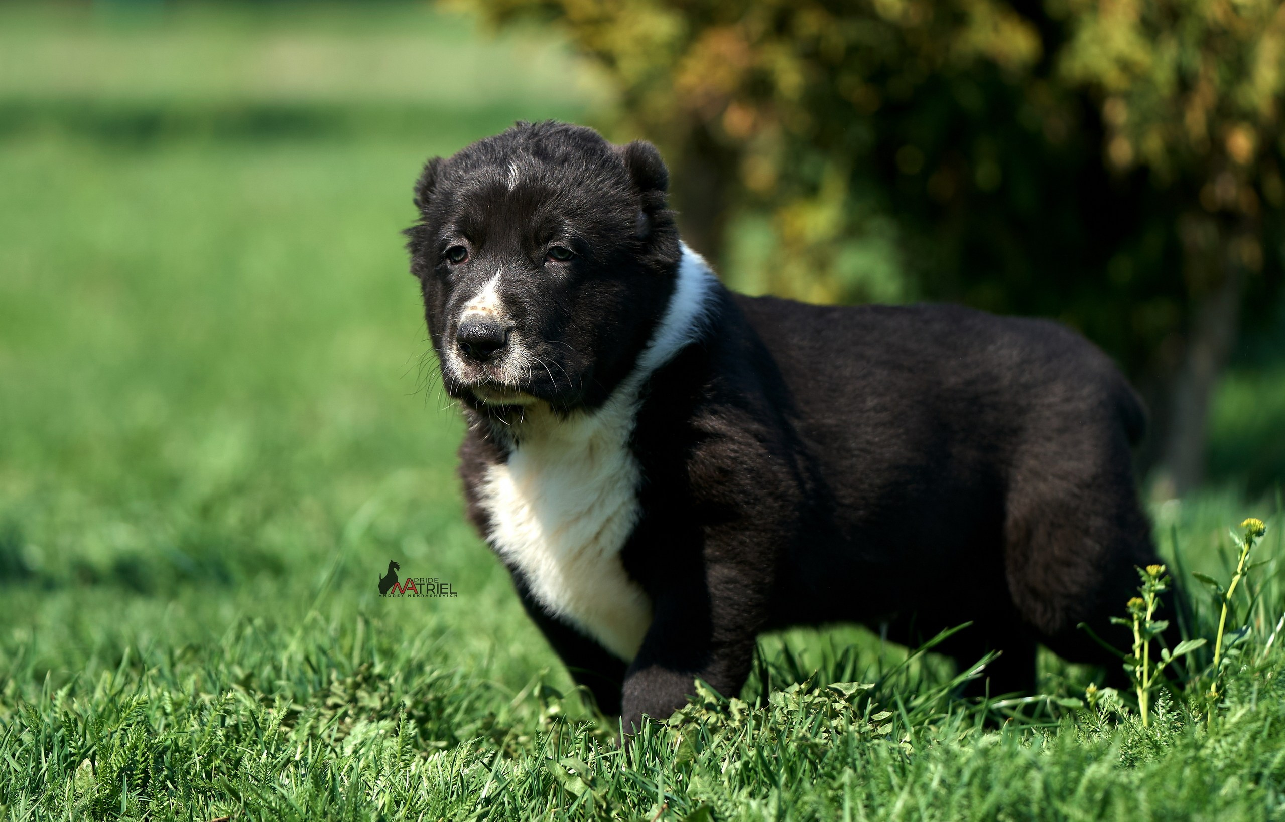 Среднеазиаты — щенки и взрослые