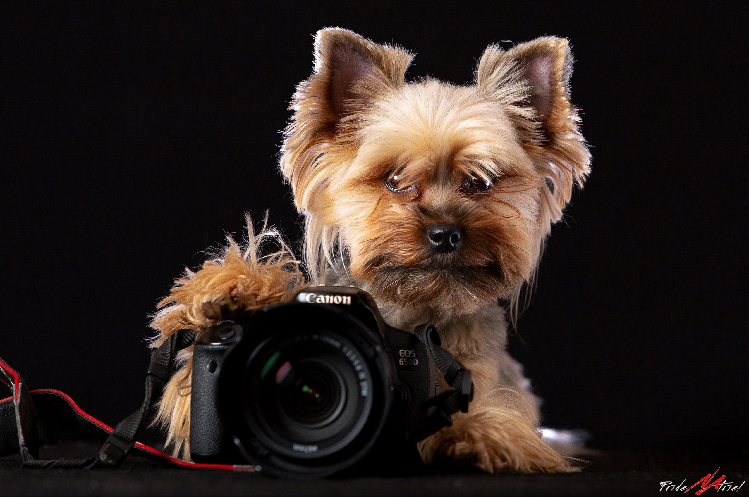 Портфолио NATRIEL