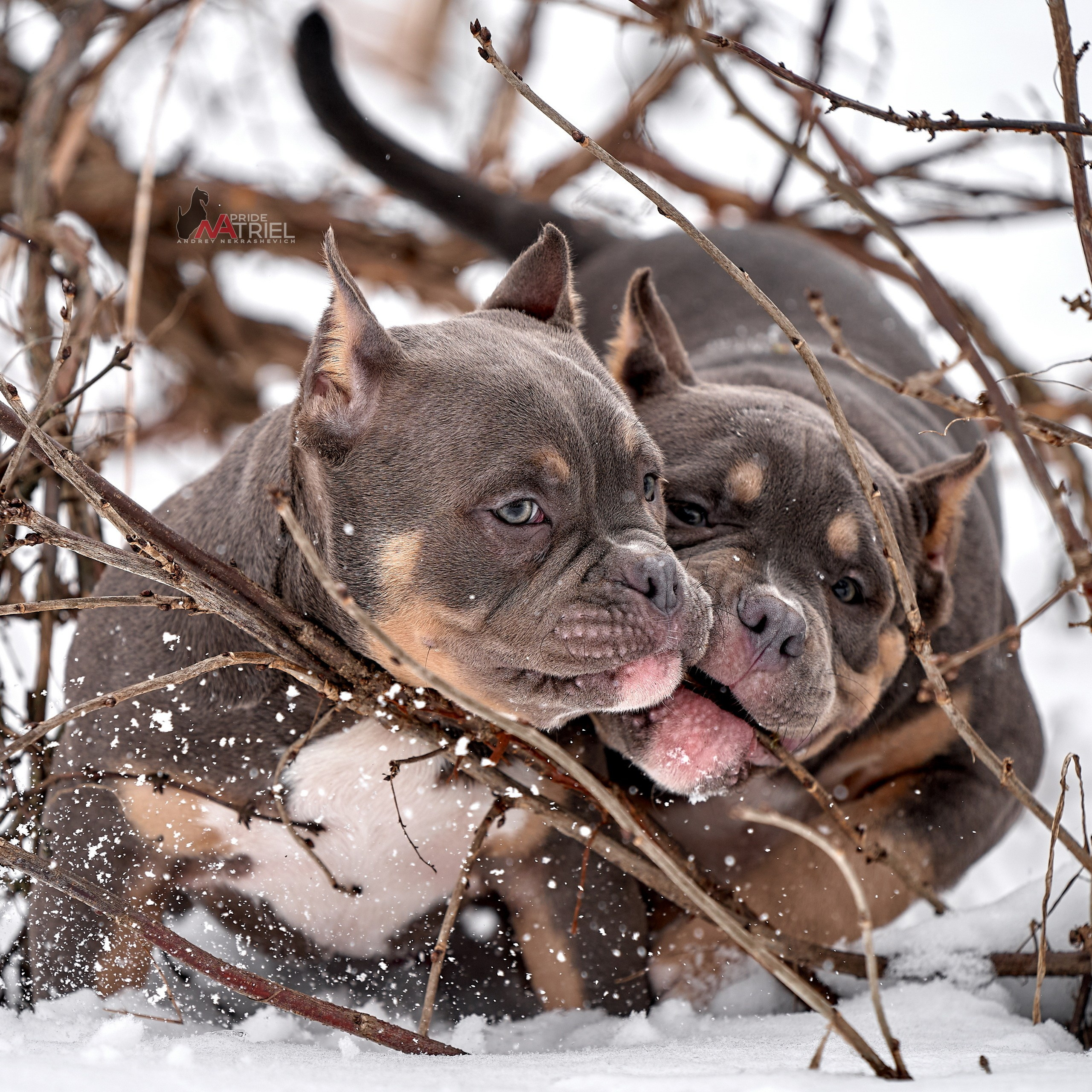Щенки на прогулке — галерея NATRIEL