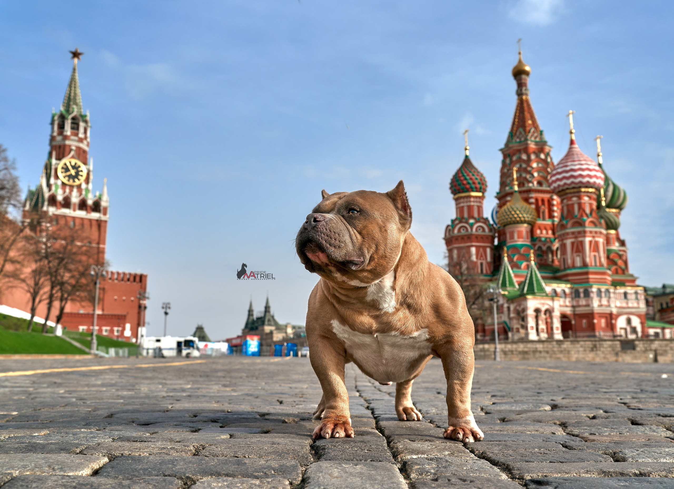 Портреты собак — галерея NATRIEL