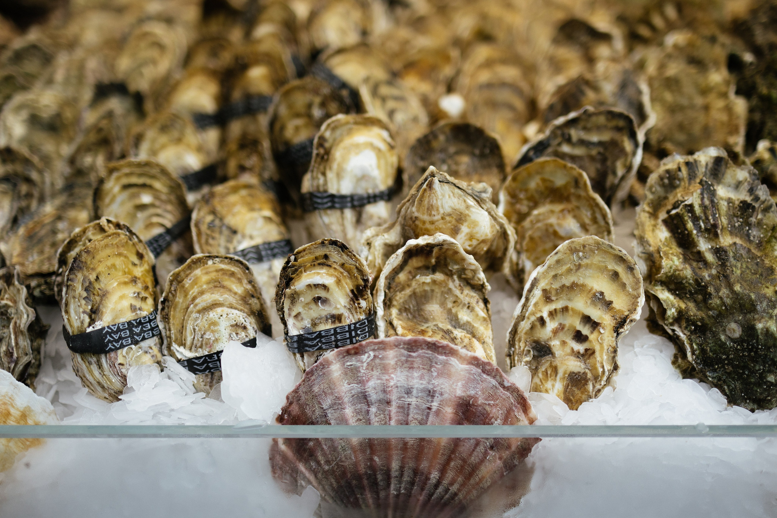Fest TOP craft Beer. Портретный фотограф Арсения Теплова