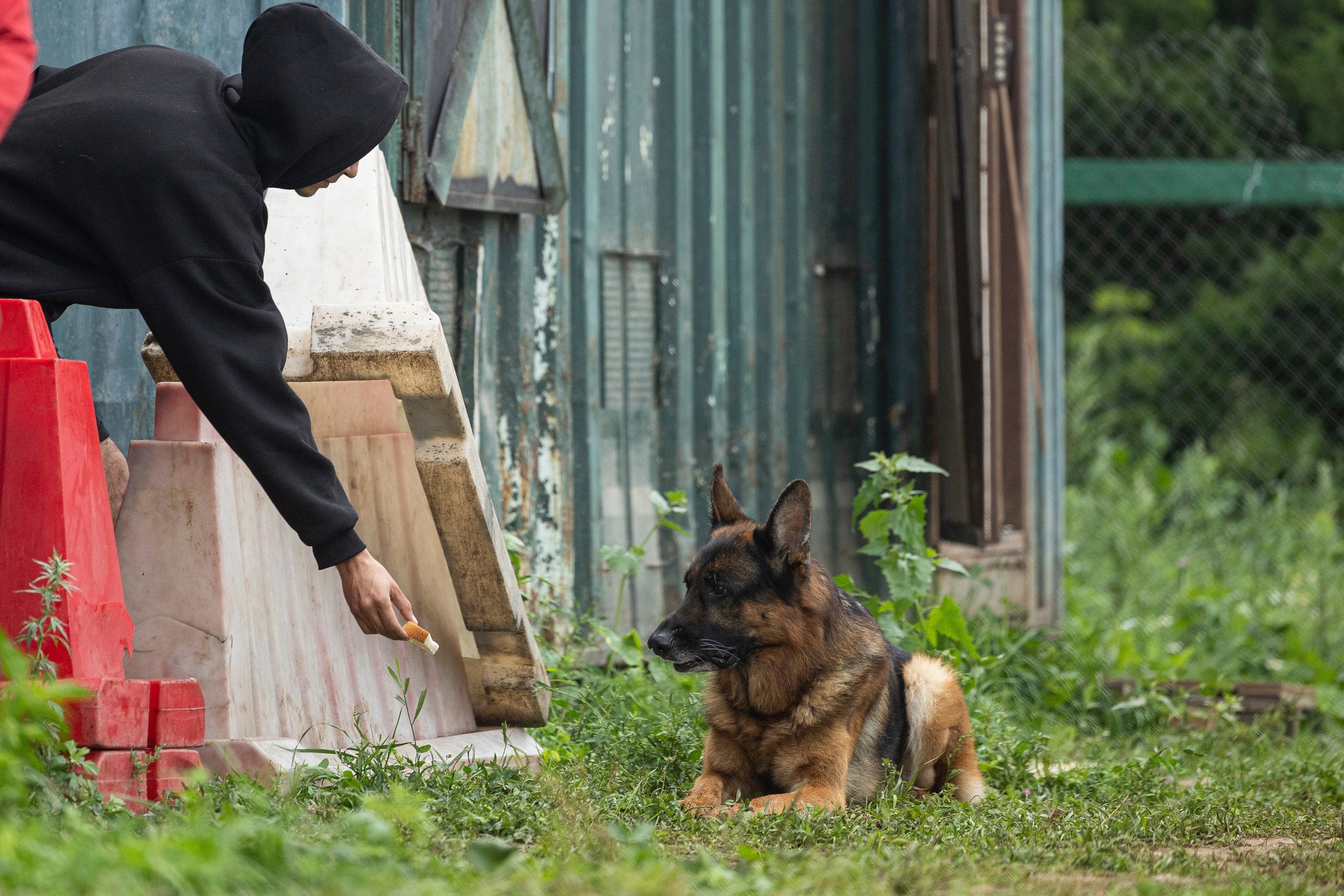 Соревнования по Мондьорингу г. Вологда 10-11.08.2024. Фотограф-анималист Анна Маринич