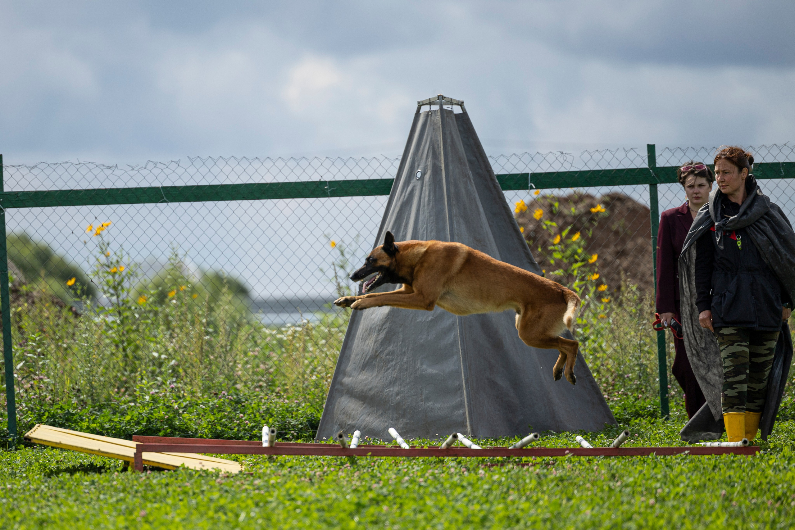 Соревнования по Мондьорингу г. Вологда 10-11.08.2024. Фотограф-анималист Анна Маринич