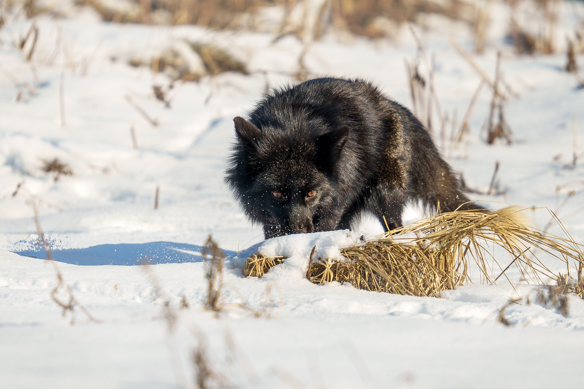 Животные. Ваш личный фотограф Марина Волкова