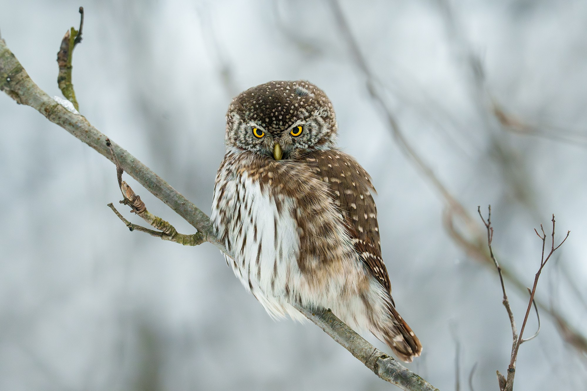 Удивительные мир птиц. Вокруг нас столько прекрасного — присмотритесь!. Ваш личный фотограф Марина Волкова