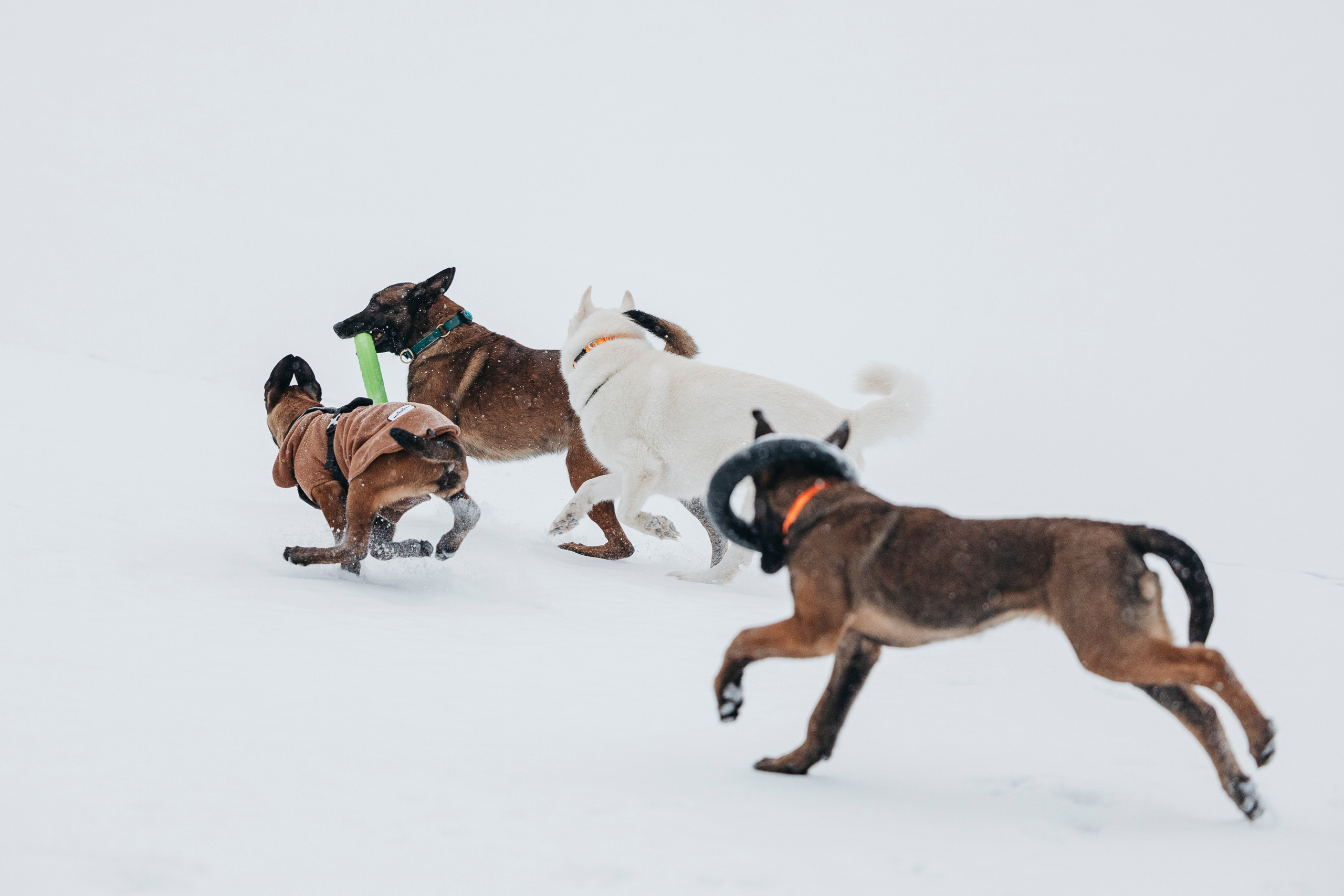 Карьер. Фотограф-анималист Анна Маринич