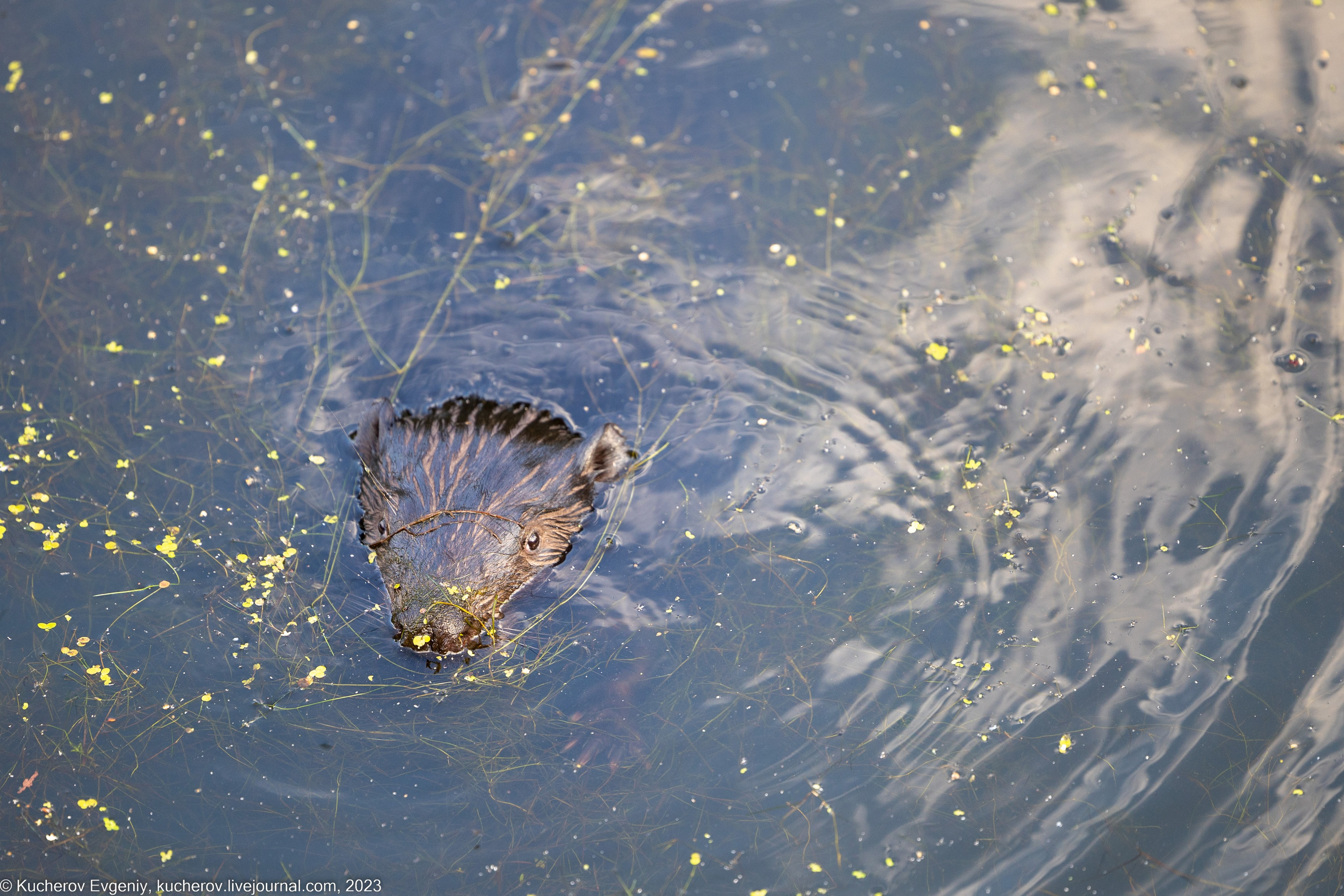 Жизнь бобров. Кучеров Евгений. Фотограф