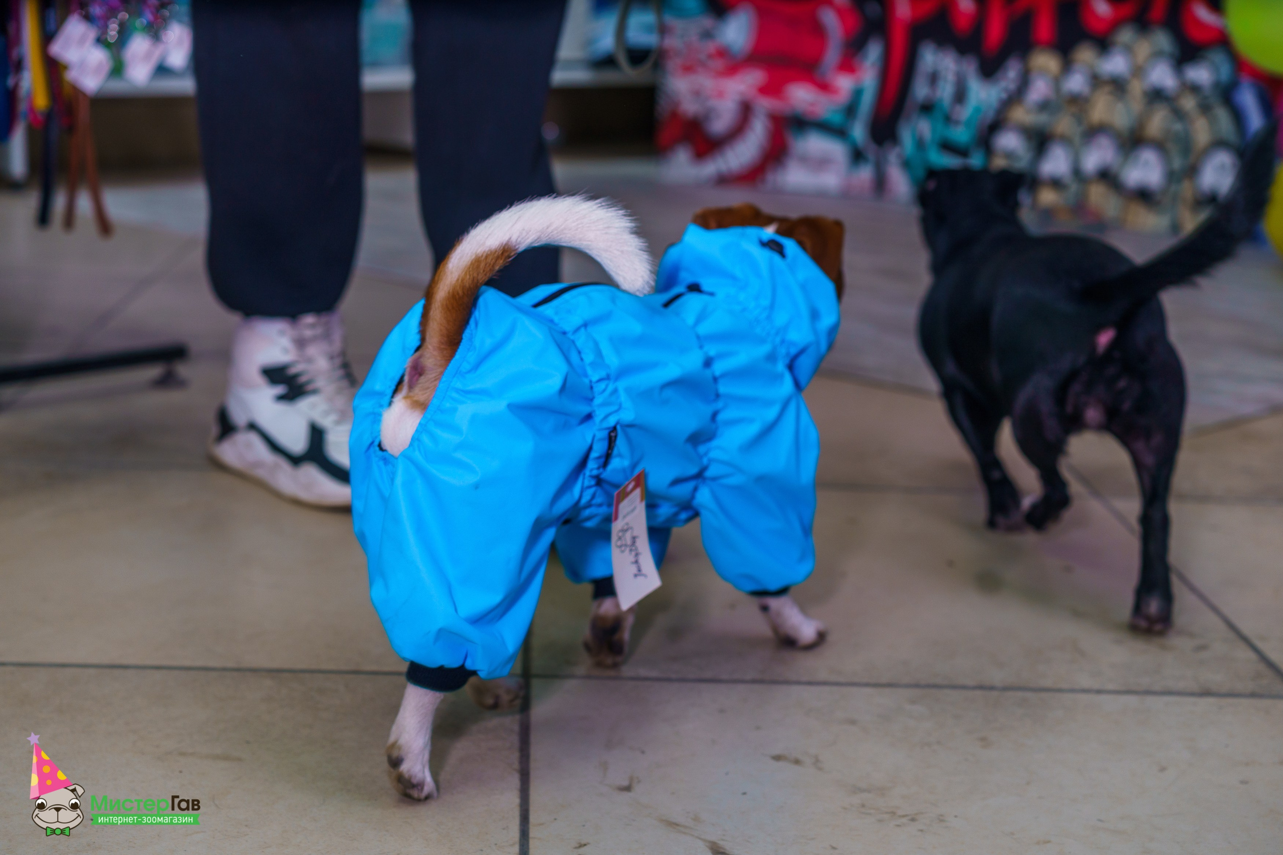 Мистер Гав -13 лет!. Фотограф Челябинск · Ольга Серебрякова