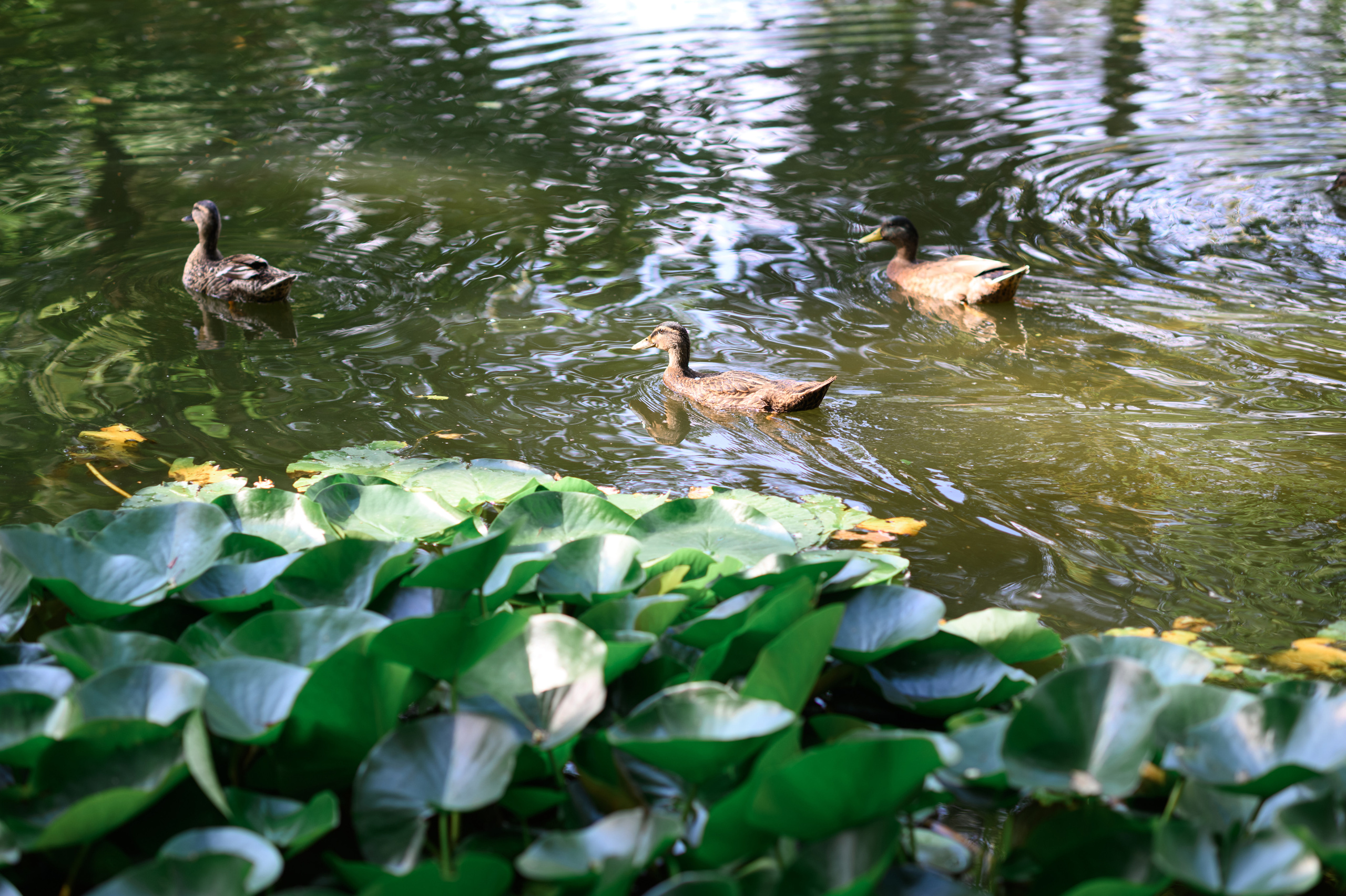 Свадебный фотограф в Москве, Серпухове и МО. Свадебный фотограф в Москве Артём Кившарь