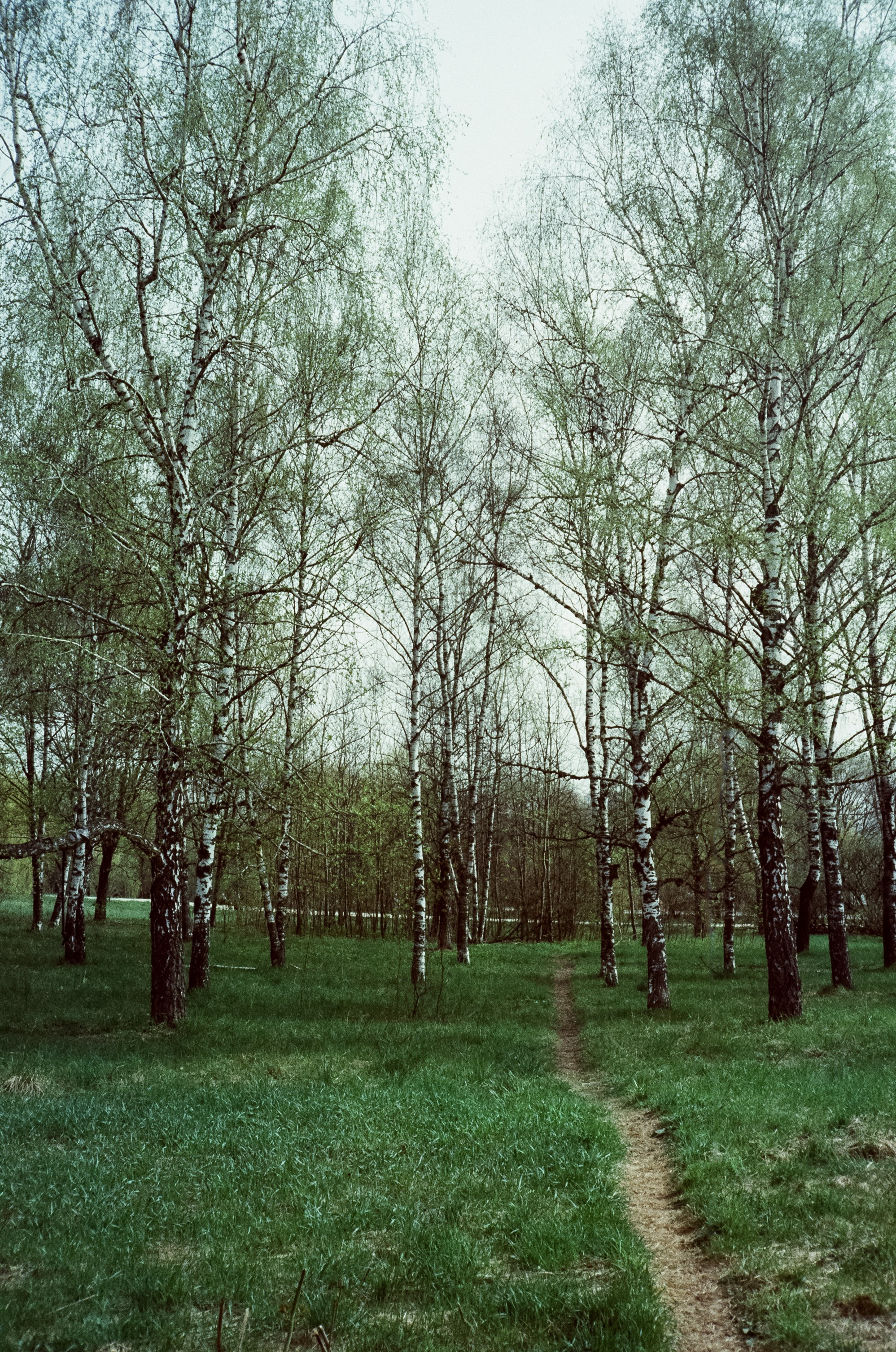 Ricoh 500GS / SFL 200T / Строгино тестовая пленка апрель 2024 г