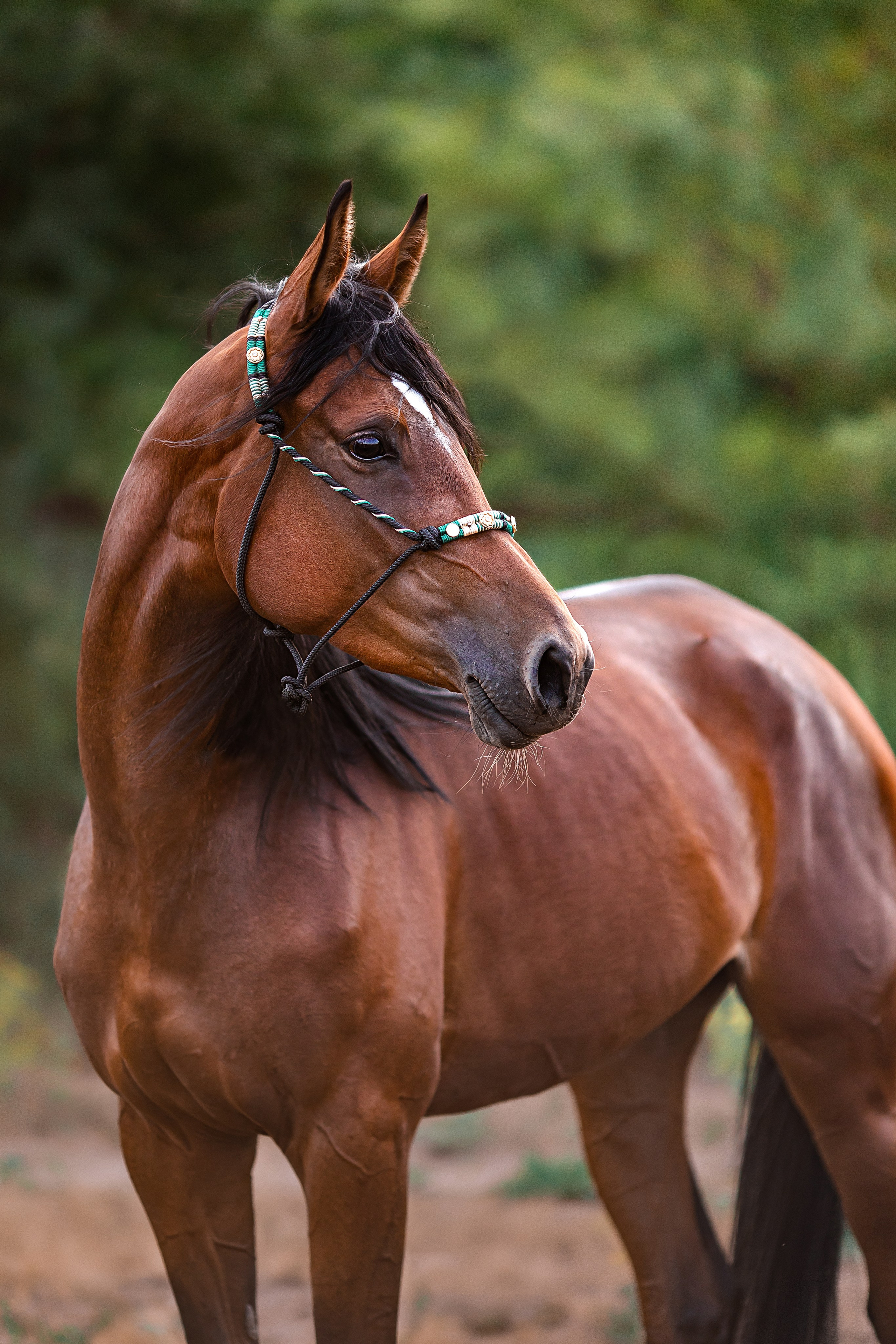 Анималистика. Главная