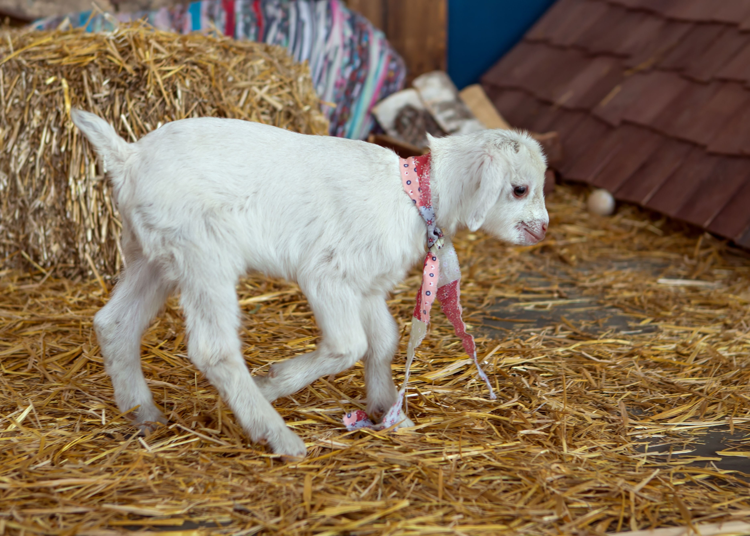Козленок на сене