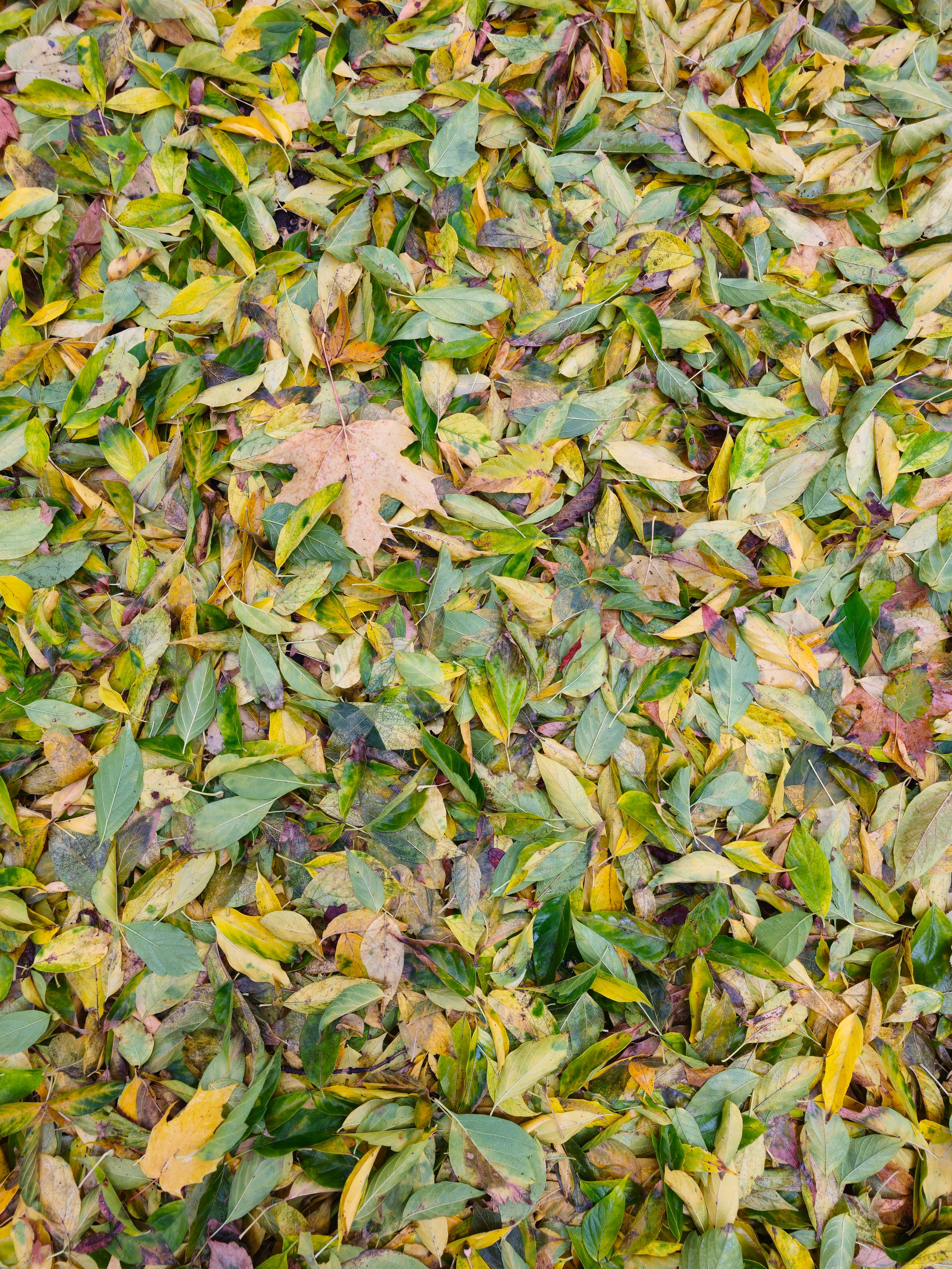 Текстура Осенней Листвы: Смесь Зеленого и Желтого. Вертикальный снимок крупным планом, демонстрирующий плотный слой опавших осенних листьев на земле. В кадре преобладает смесь зеленых и желтых листьев, с вкраплениями коричневых кленовых листьев, что создает богатую и детализированную природную текстуру. Плотный ковер из опавших осенних листьев, в котором смешаны зеленые, желтые и коричневые оттенки. 