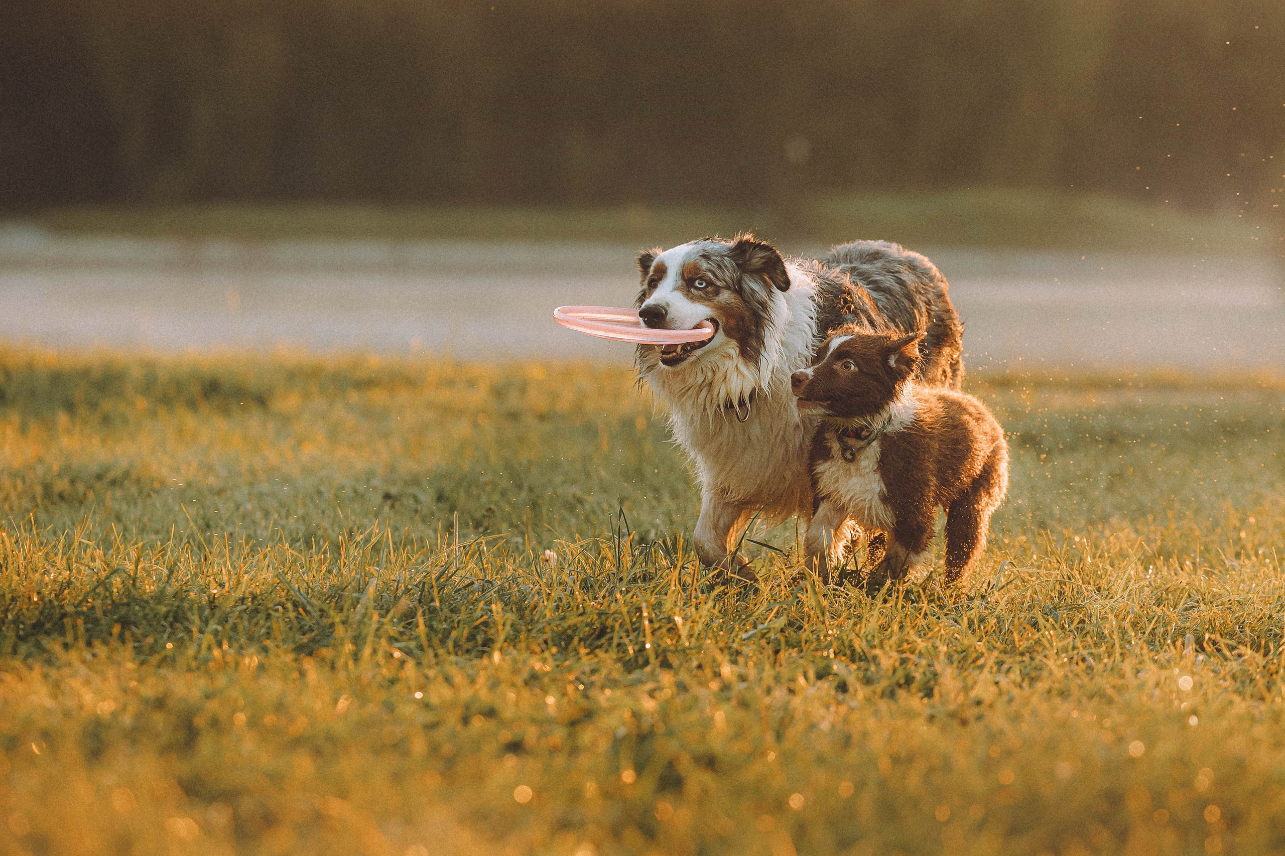 Лена, Принц и Фенек