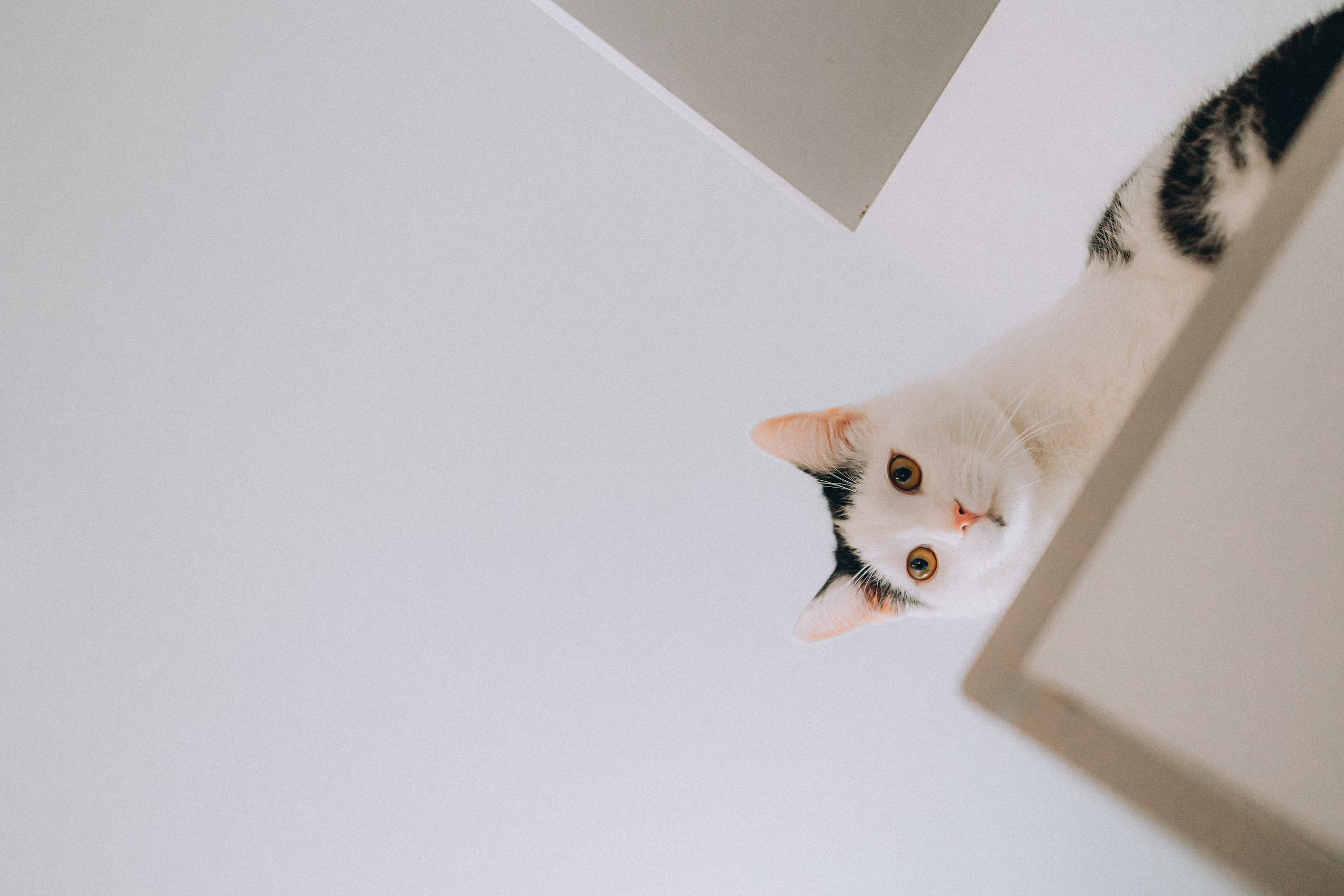 Рыся, Кепа и их семья