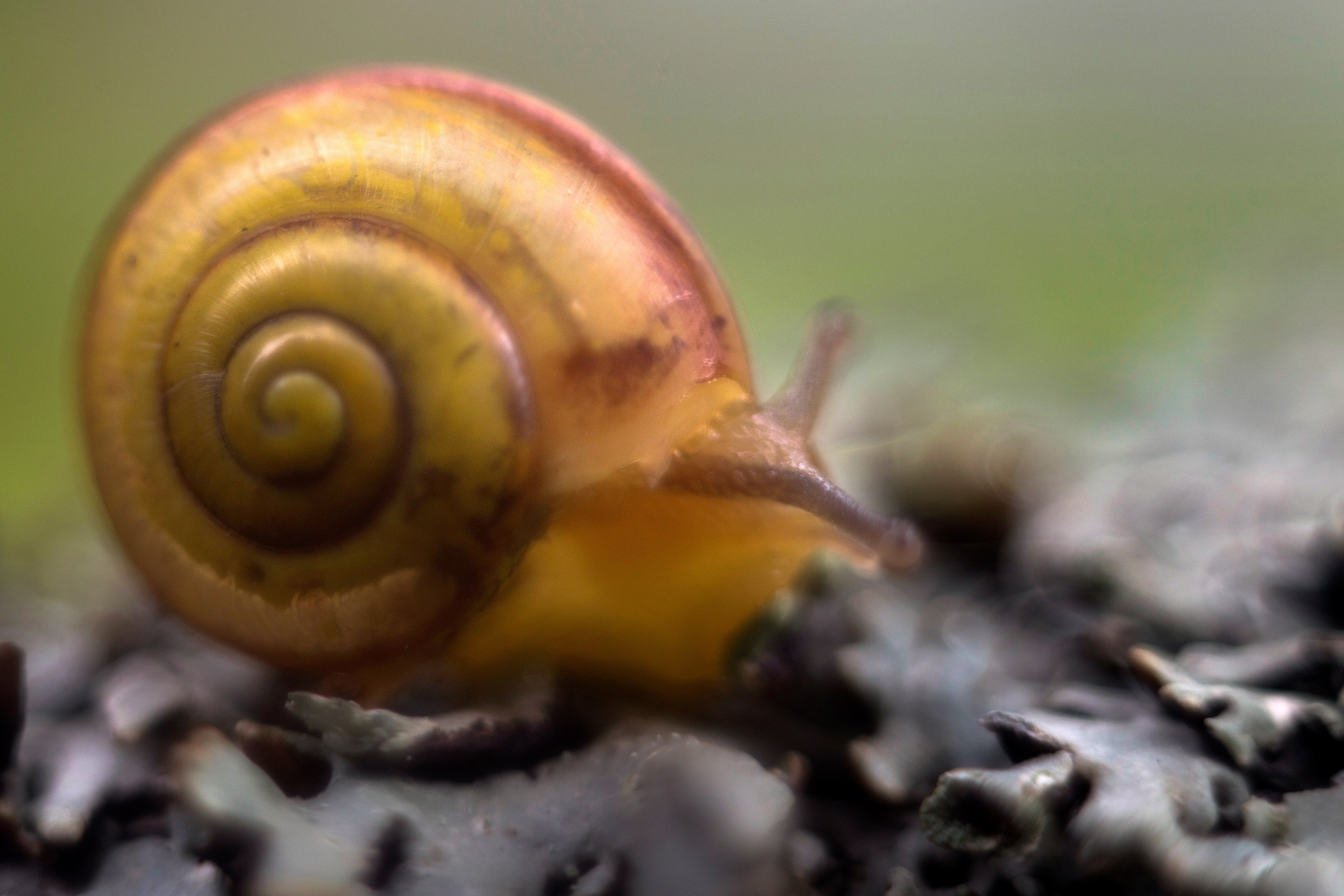 Макро. Фотограф Лагутин Анатолий