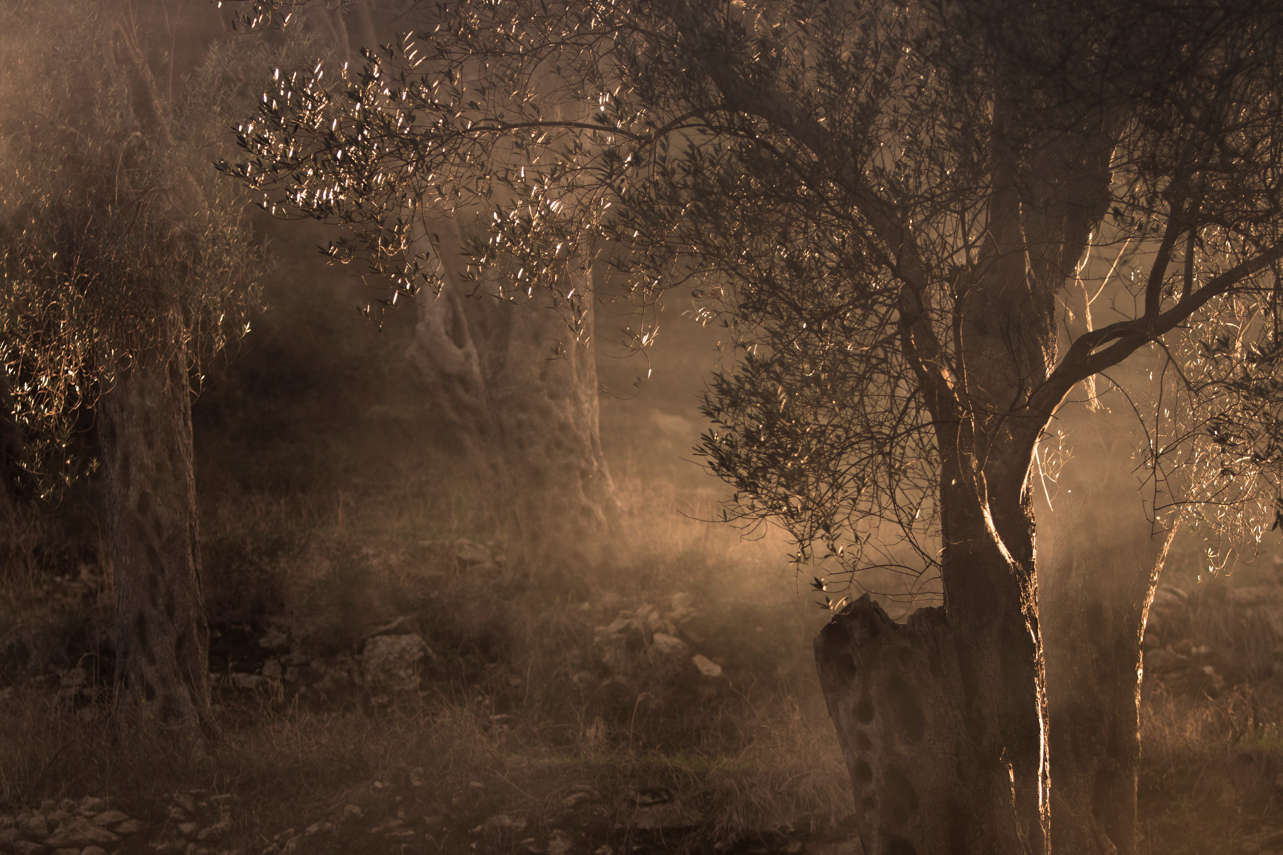 Фото. Фотограф Лагутин Анатолий