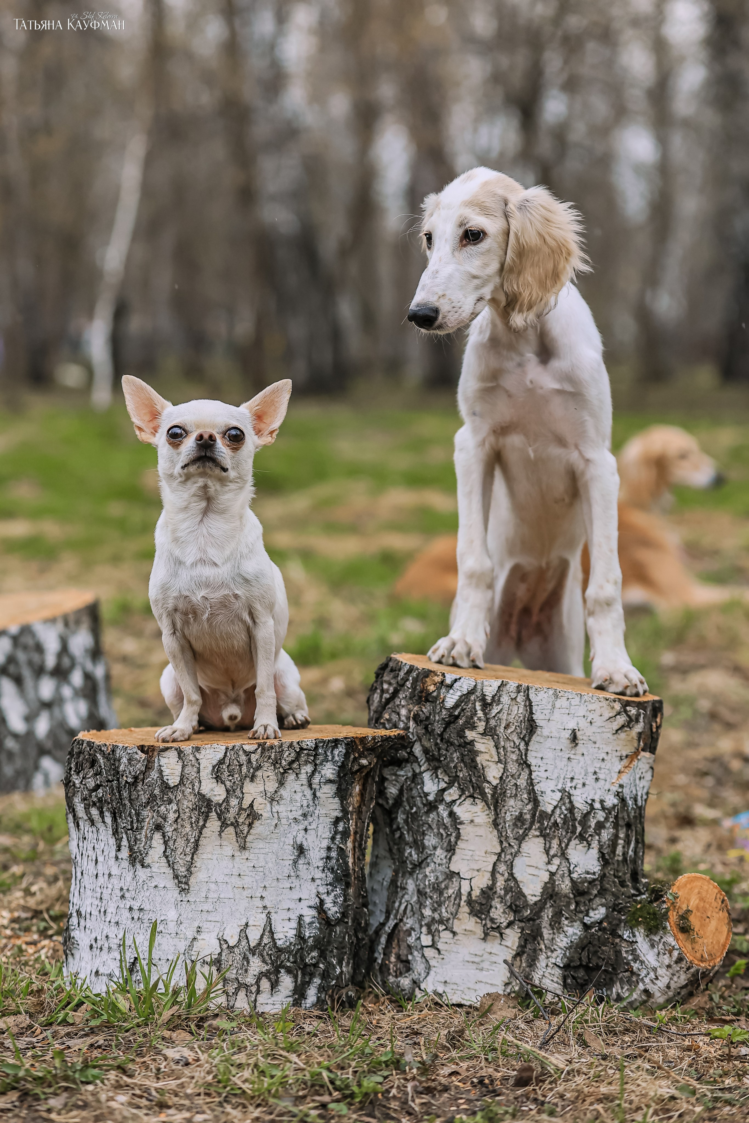 Салюки, фотография салюки, красивая собака, фотограф анималист, фотокурс Анималистика, научиться фотографировать собак, фотограф Новосибирск
