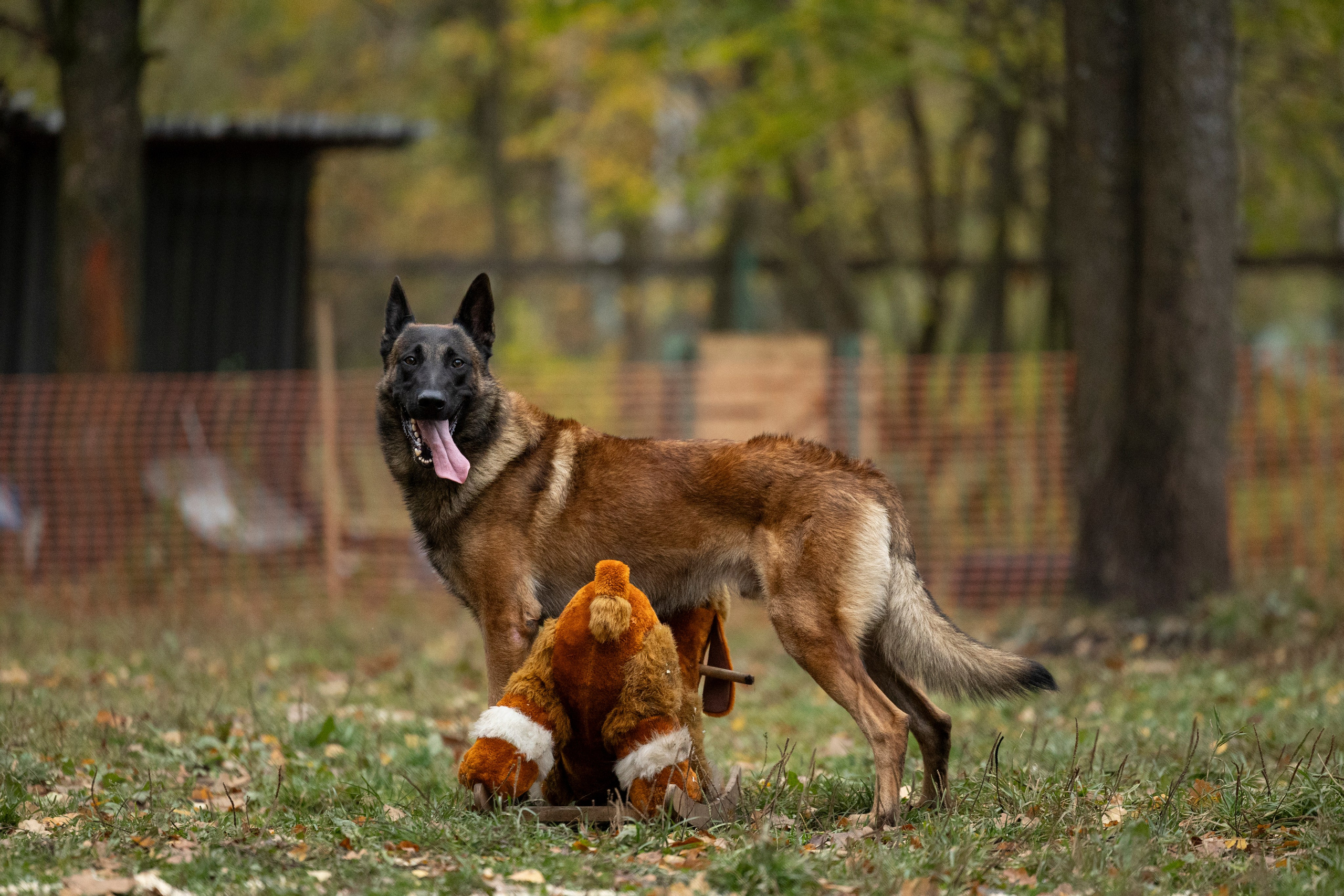 Соревнования по Мондьорингу г. Вологда. Фотограф-анималист Анна Маринич