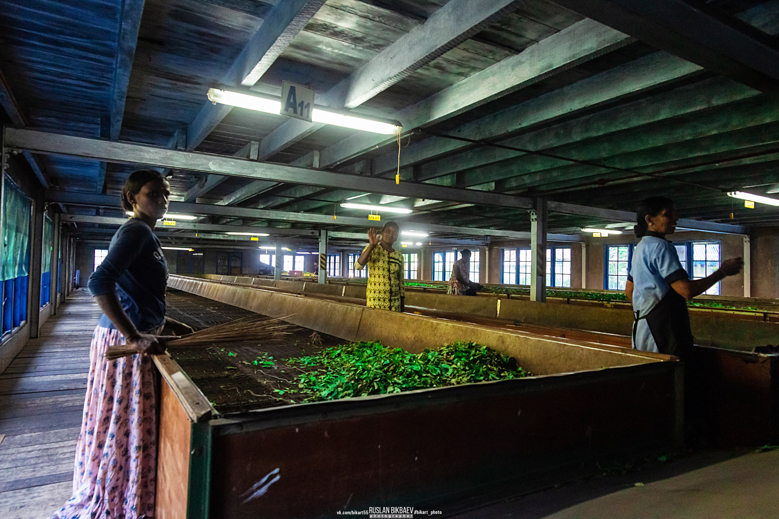 ШРИ-ЛАНКА 2025 / SRI LANKA 2025. Главная