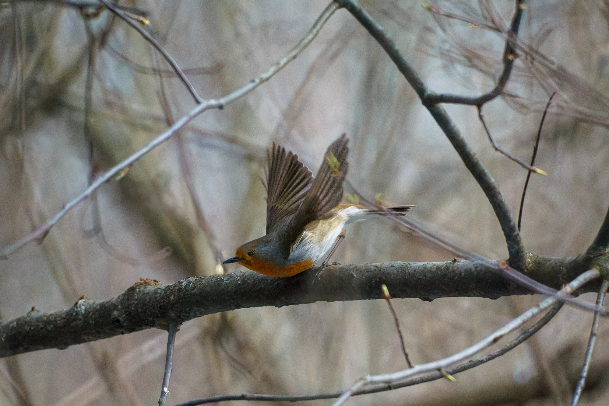Удивительные мир птиц. Вокруг нас столько прекрасного — присмотритесь!. Ваш личный фотограф Марина Волкова