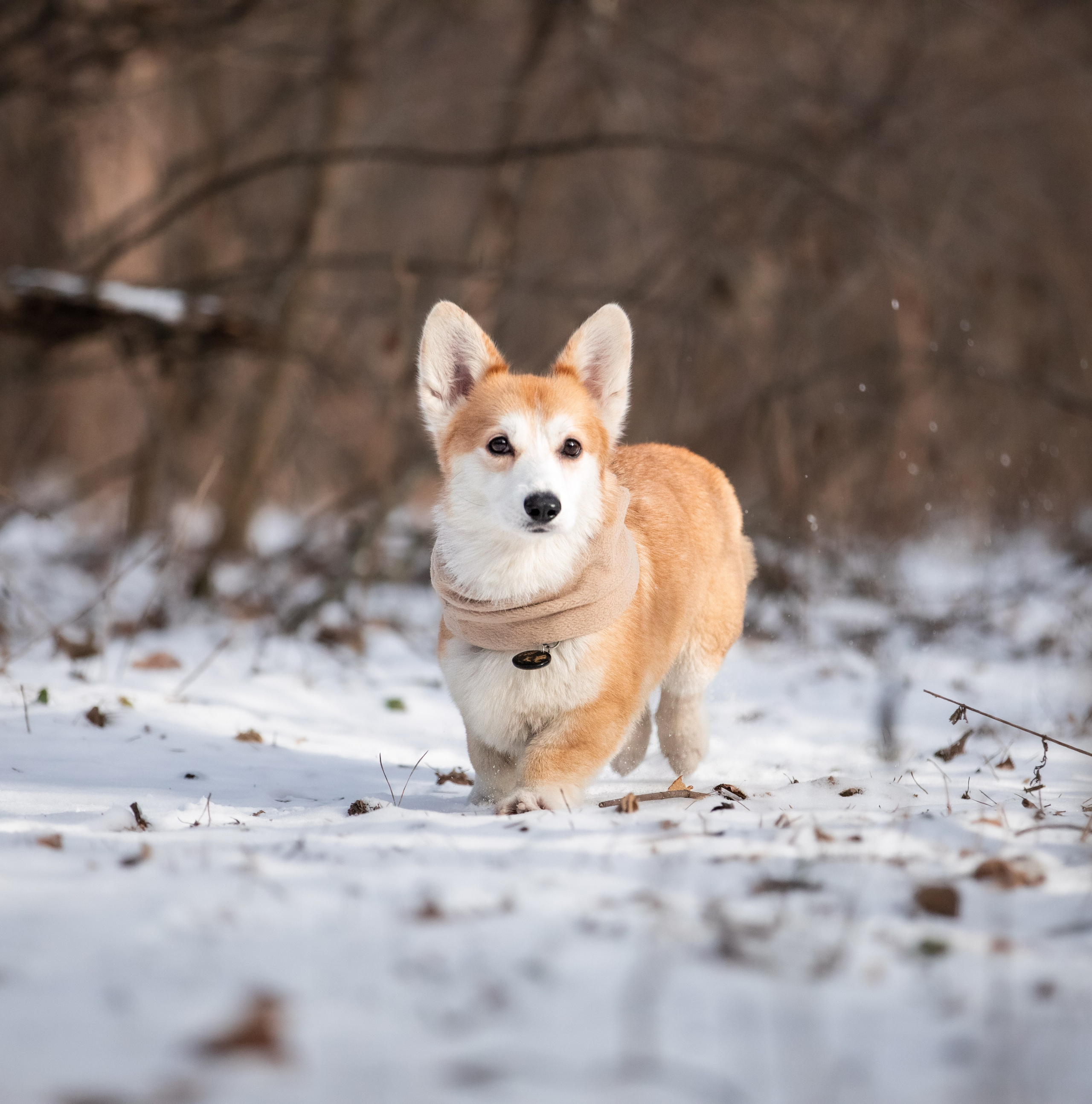 Даша и Дживс. Фотограф-анималист Смирнова Клеопатра|Москва