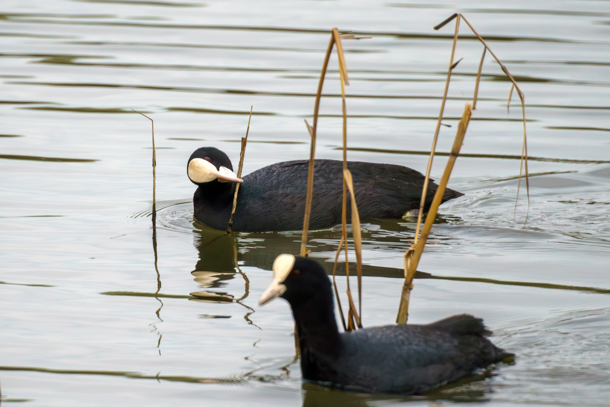 Удивительные мир птиц. Вокруг нас столько прекрасного — присмотритесь!. Ваш личный фотограф Марина Волкова