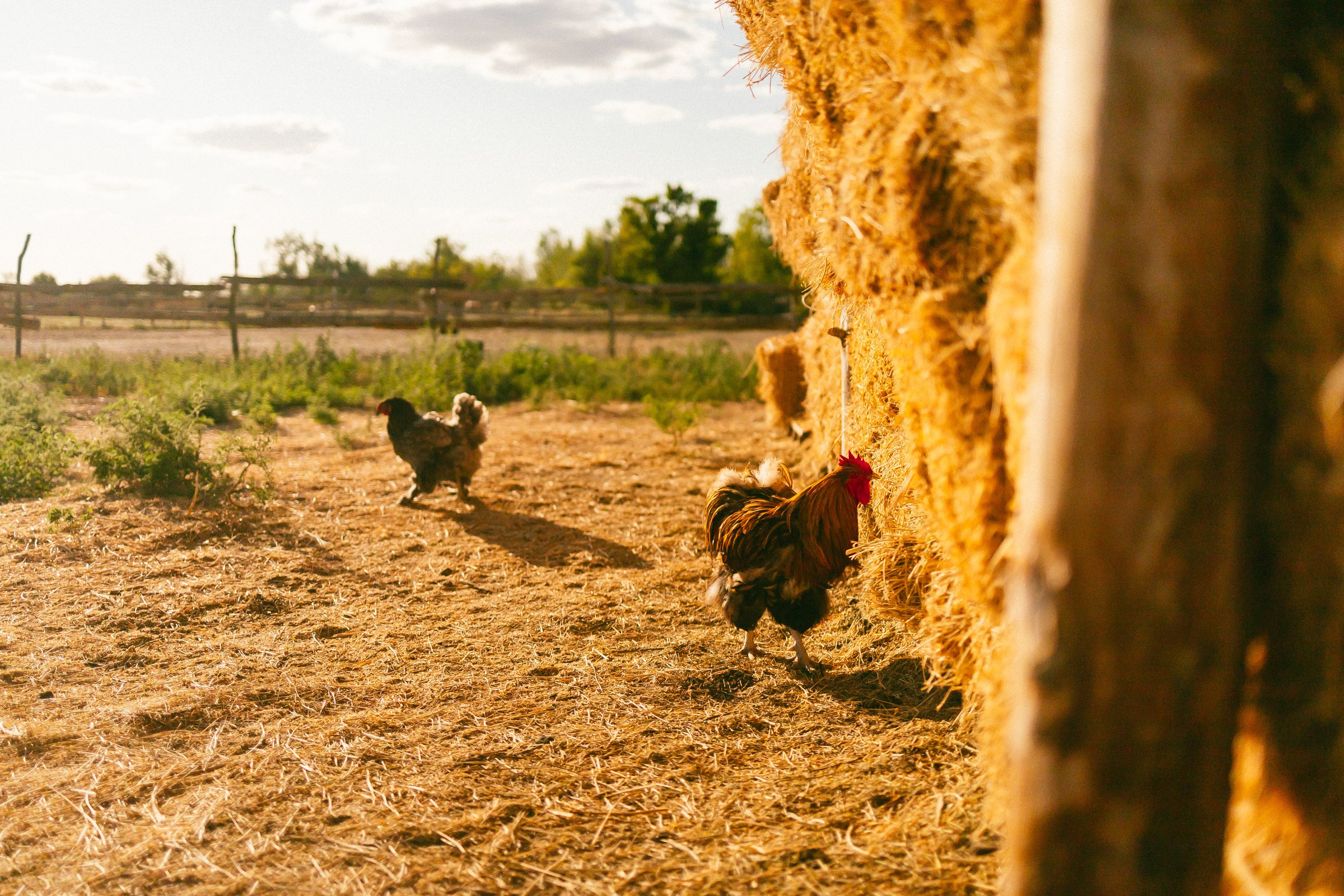 Юля и Алиса. Семейный фотограф в Волгодонске Краченцева Анна