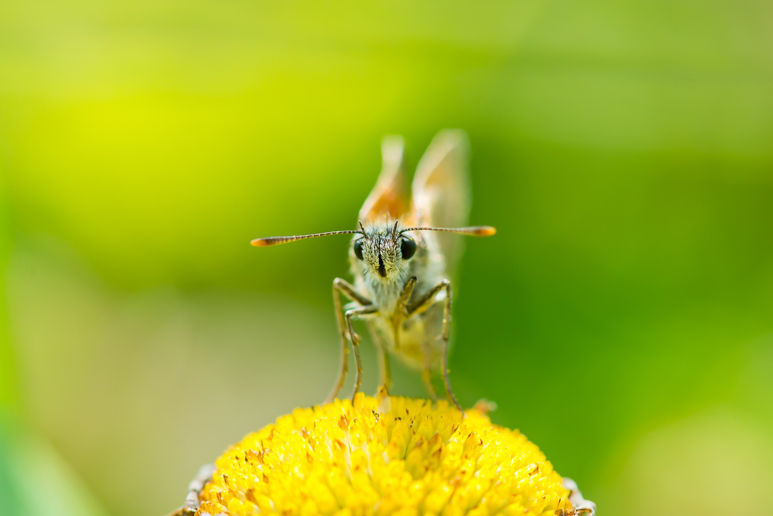 Макрофотосъёмка. Foto-Zuev фотография как искусство