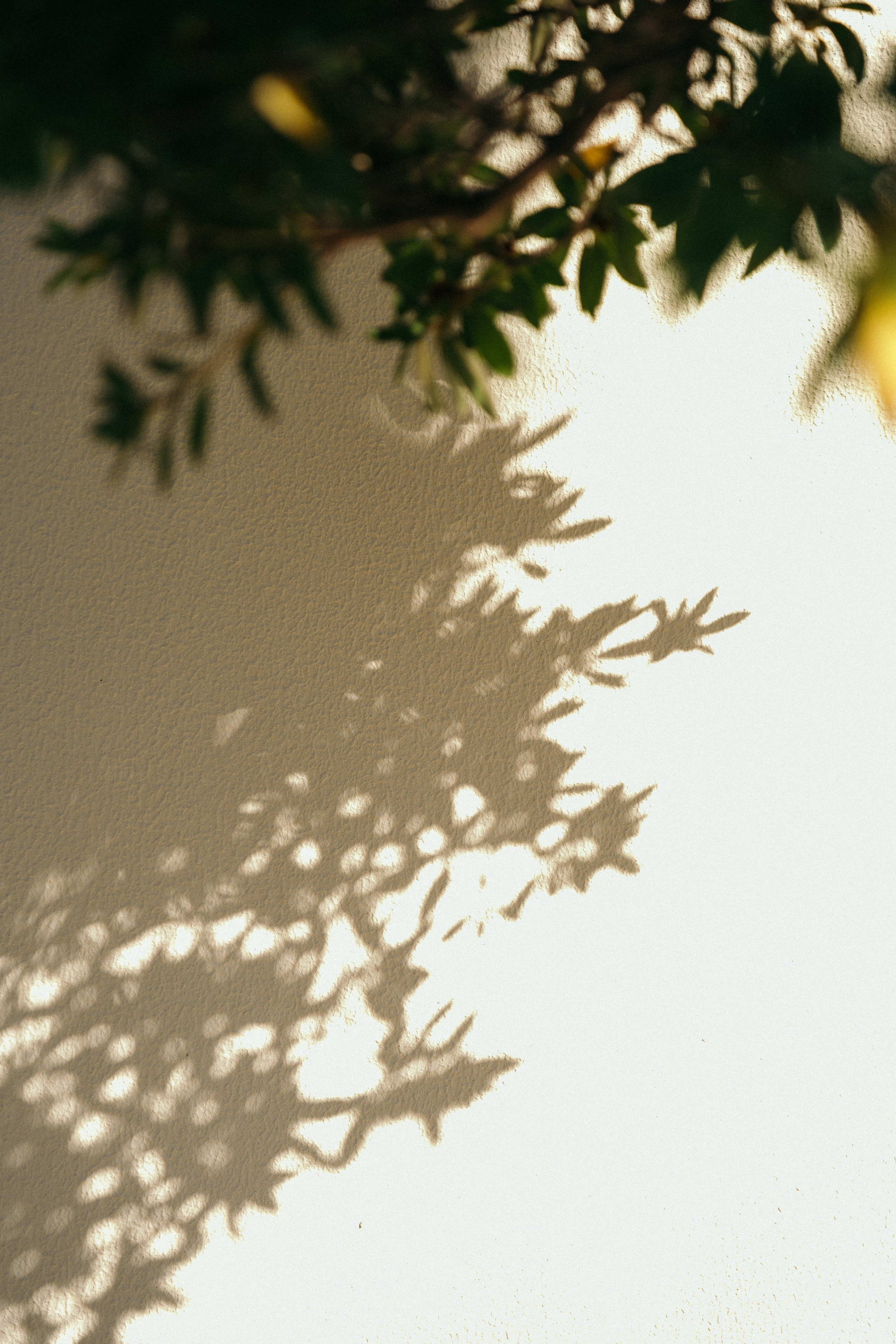 Эмиль и Катя. Свадебный и семейный фотограф в Краснодаре Роман Моско