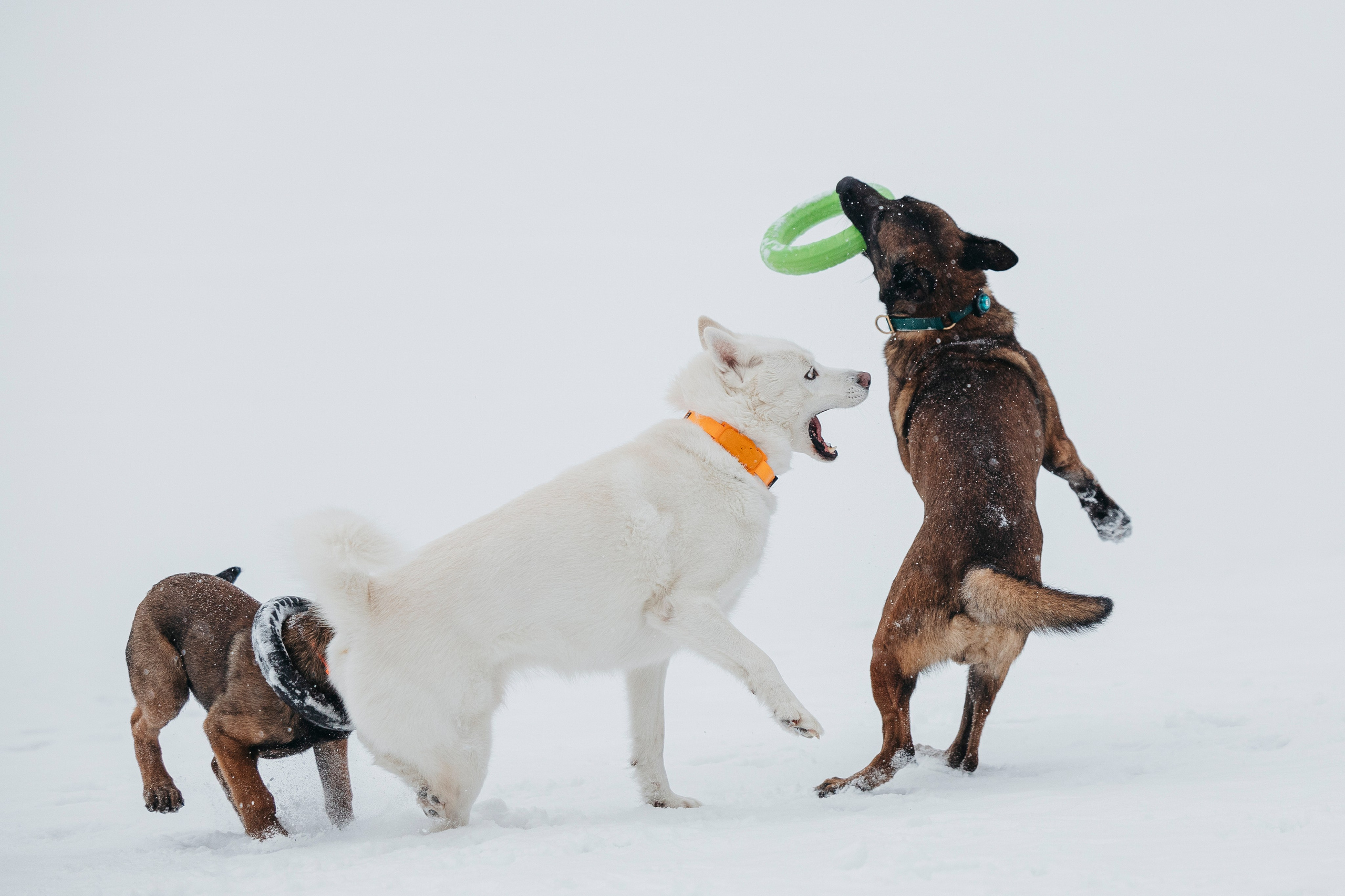 Карьер. Фотограф-анималист Анна Маринич