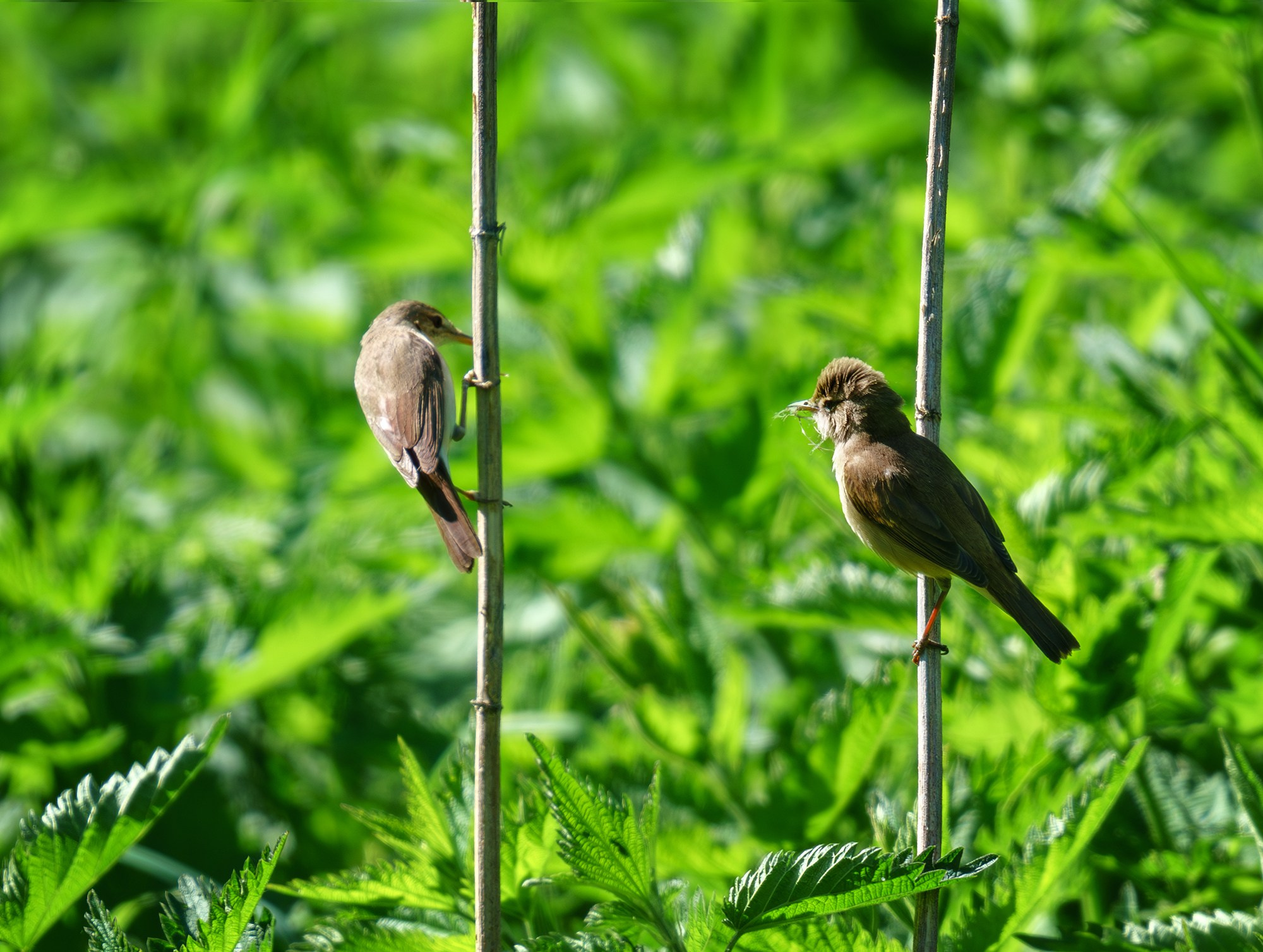 Удивительные мир птиц. Вокруг нас столько прекрасного — присмотритесь!. Ваш личный фотограф Марина Волкова