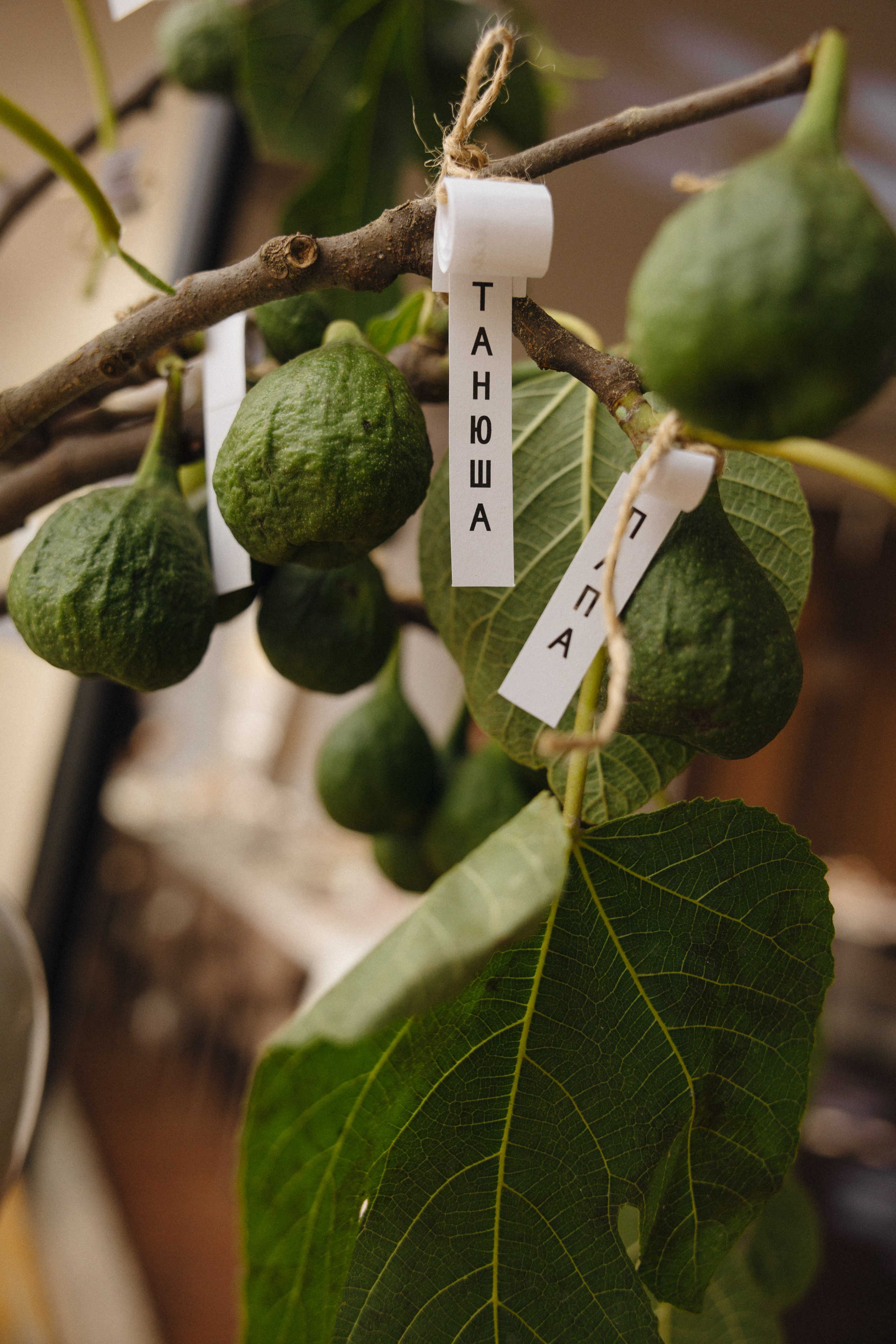 Саша|Саша. Свадебный фотограф Таня Караисаева