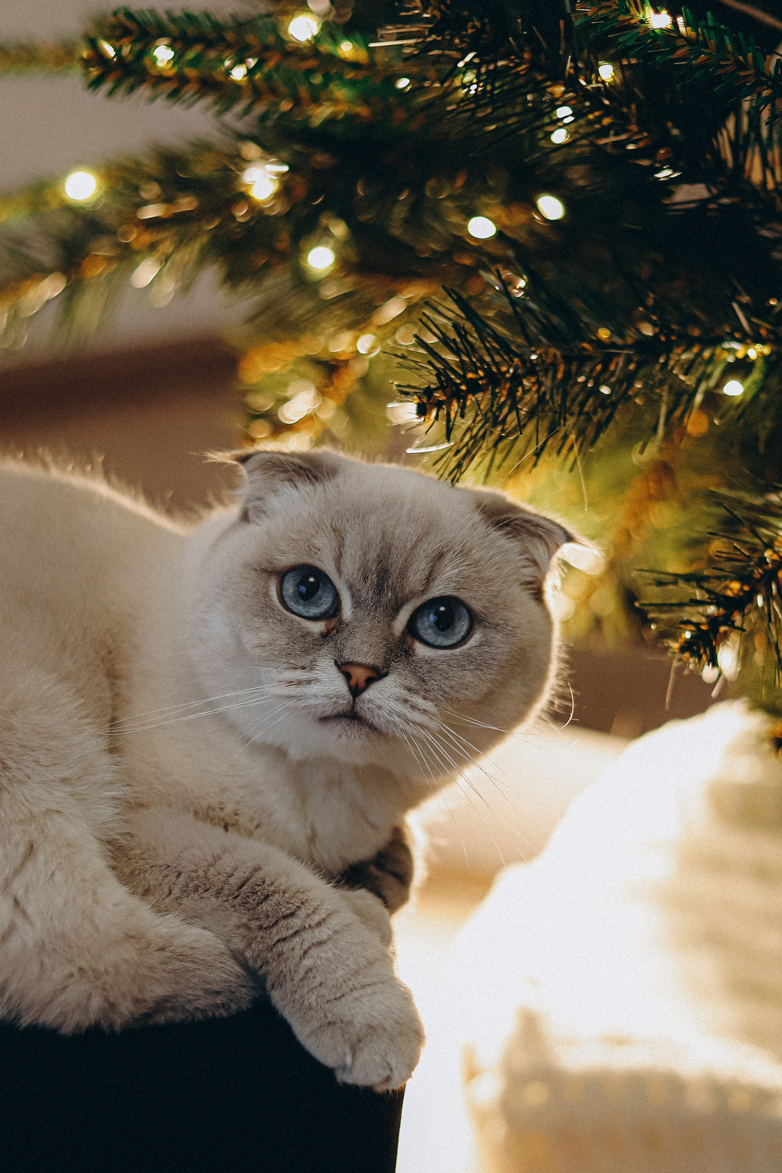 Домашняя новогодняя история. Алексей+Ксения+Дима. Услуги