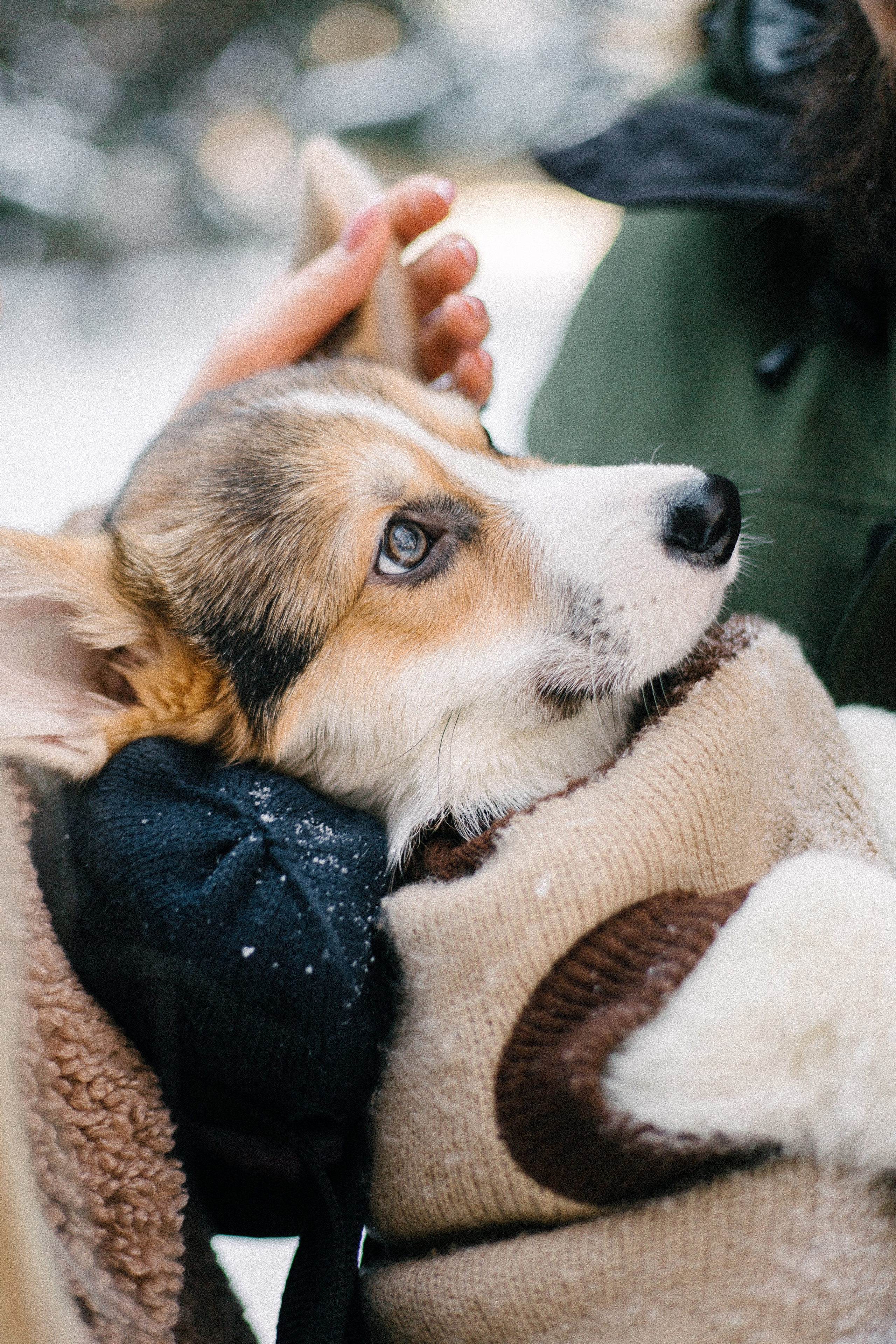 Валя, Игорь и Трюфель. Свадебный фотограф Москва Воронеж Ленкова Ксения