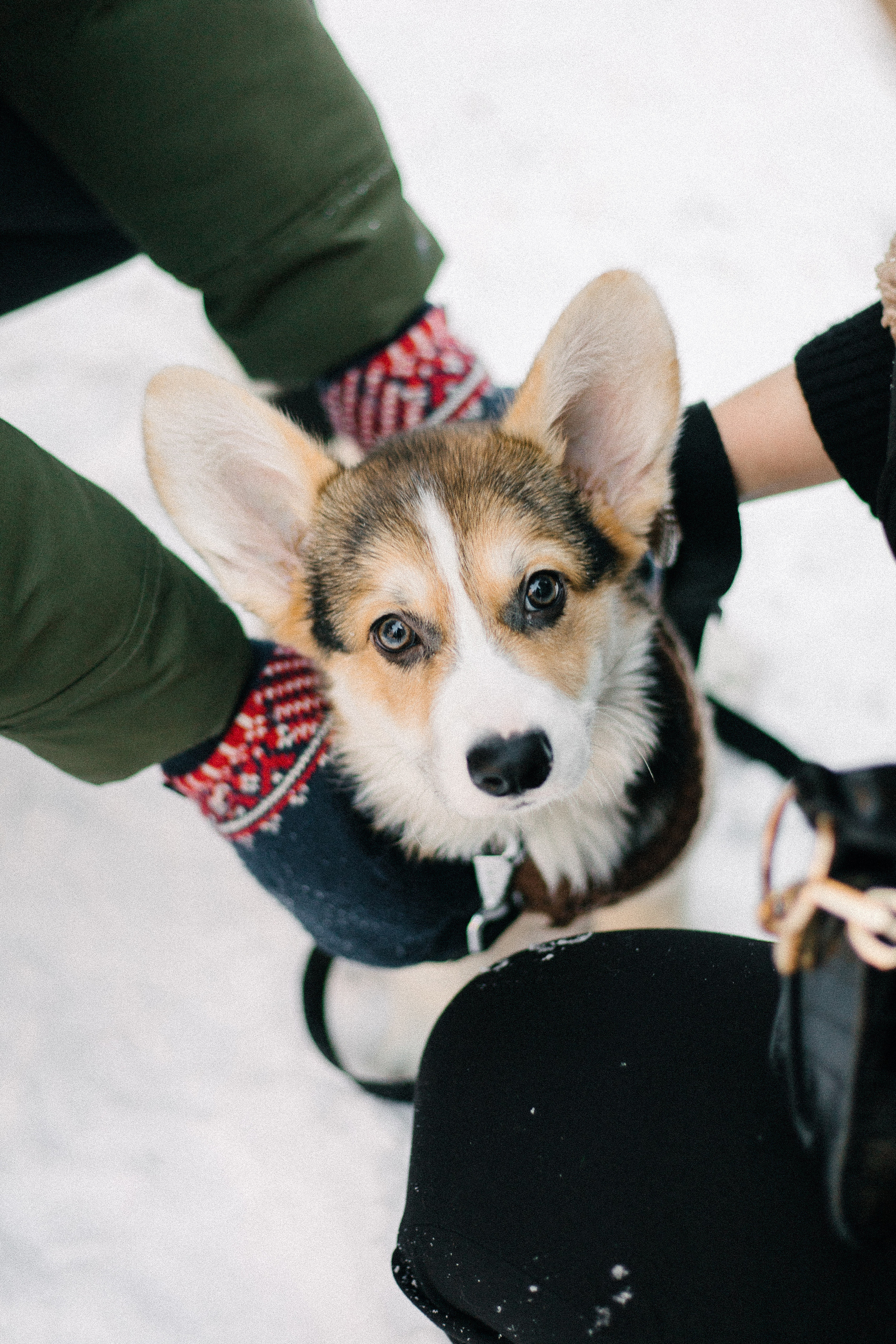 Валя, Игорь и Трюфель. Свадебный фотограф Москва Воронеж Ленкова Ксения