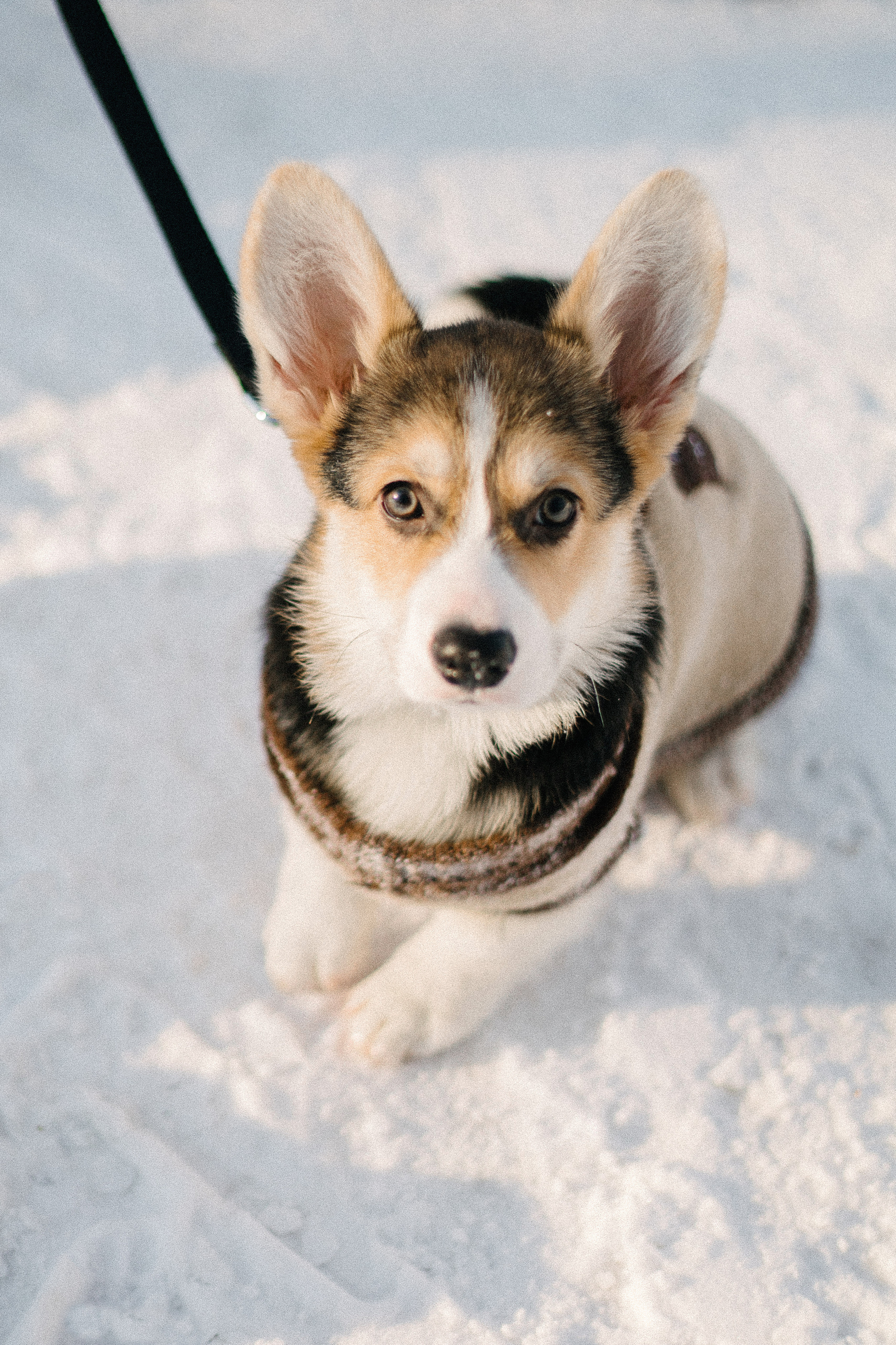 Валя, Игорь и Трюфель. Свадебный фотограф Москва Воронеж Ленкова Ксения